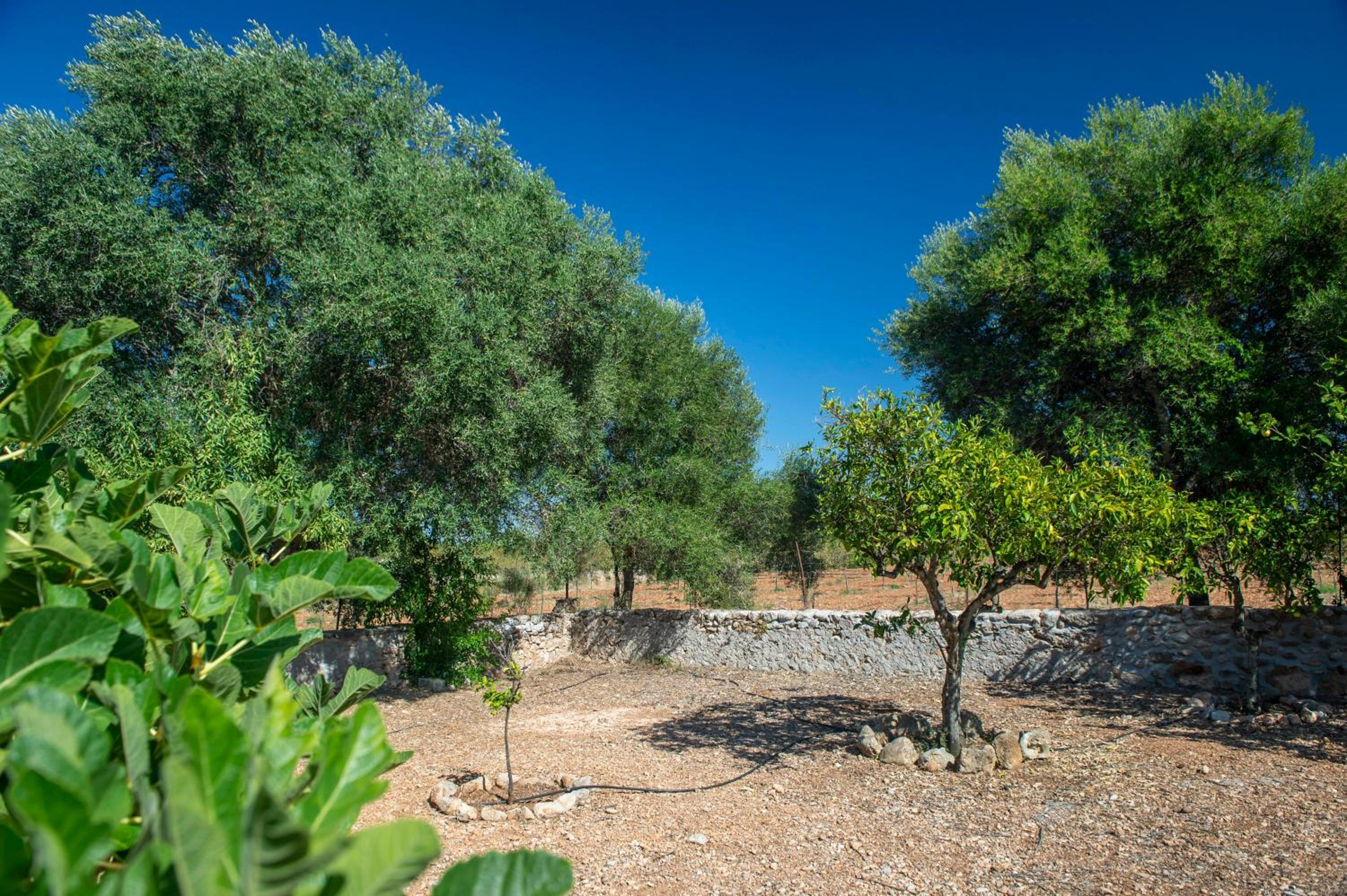 Finca Ses planes