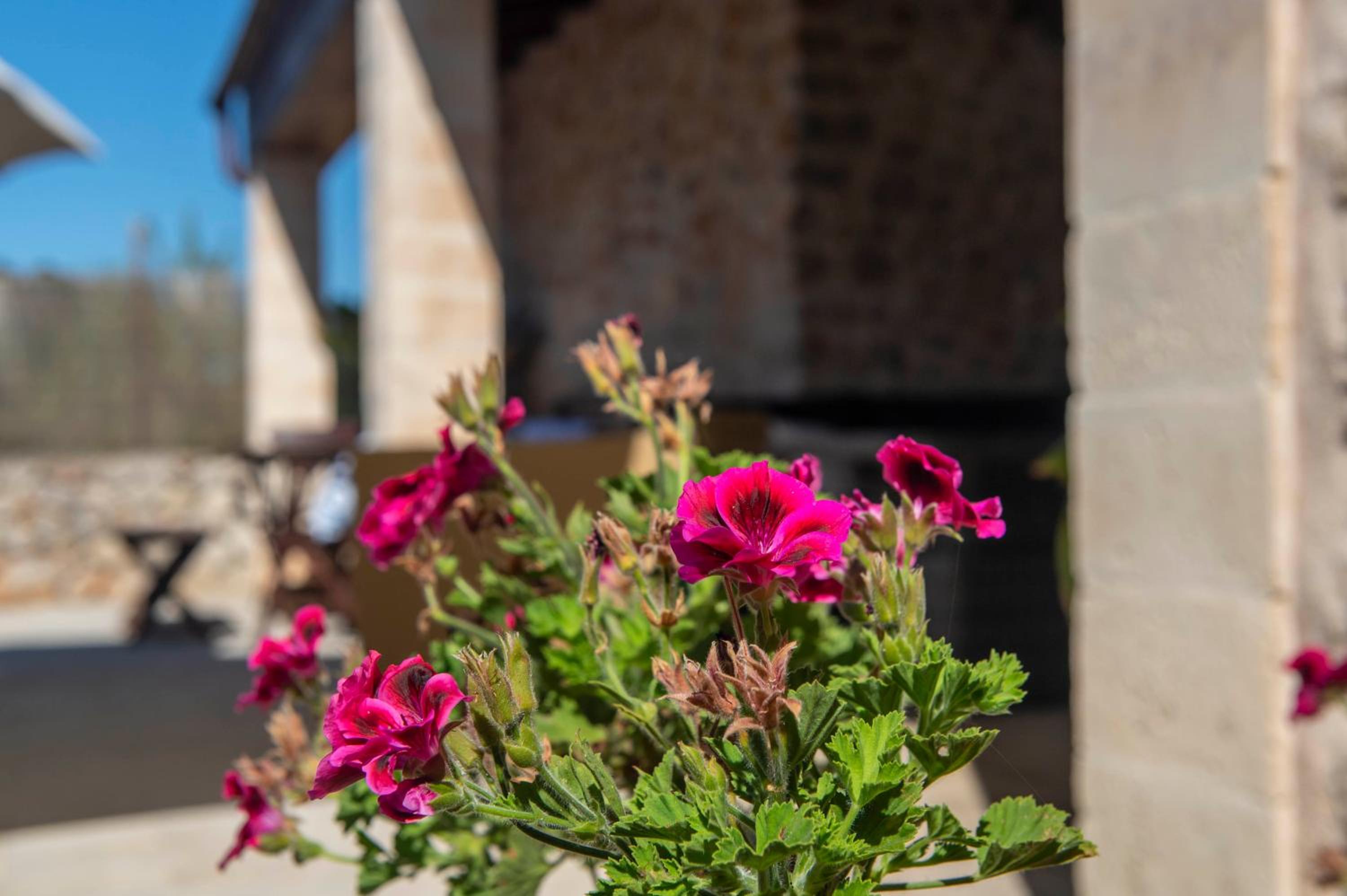 Finca Ses planes