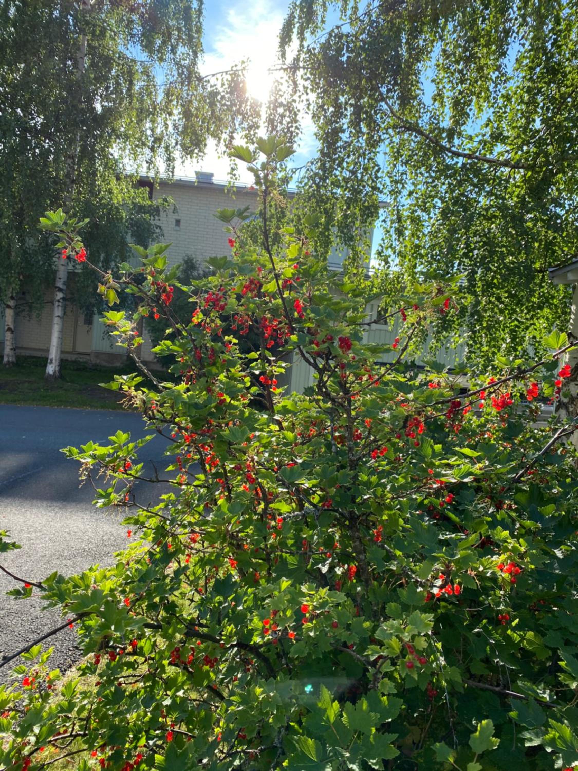 Meri-Toppila