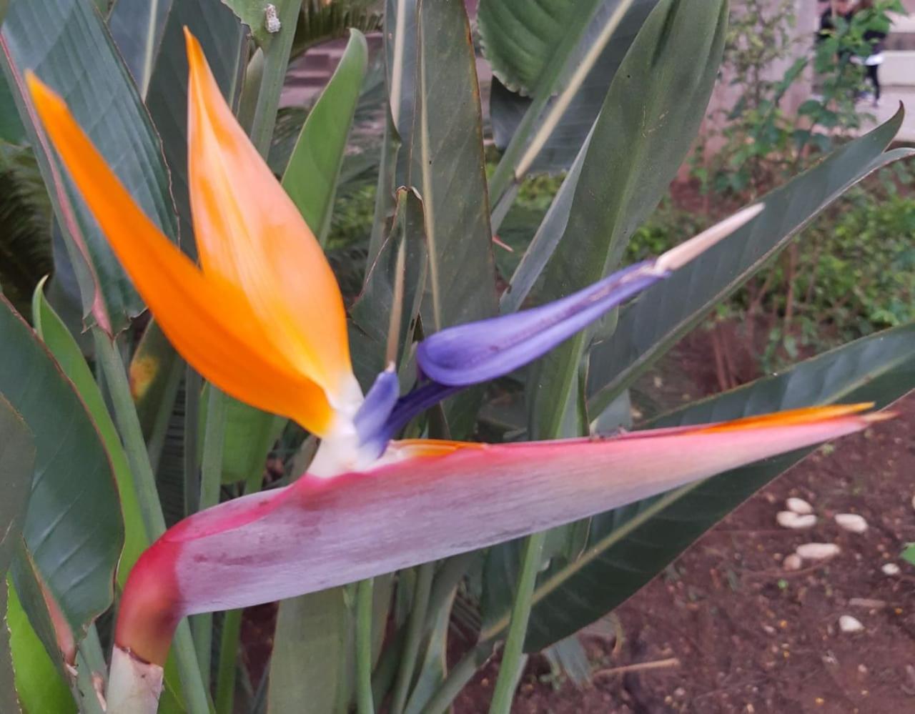 Pitaya Suítes