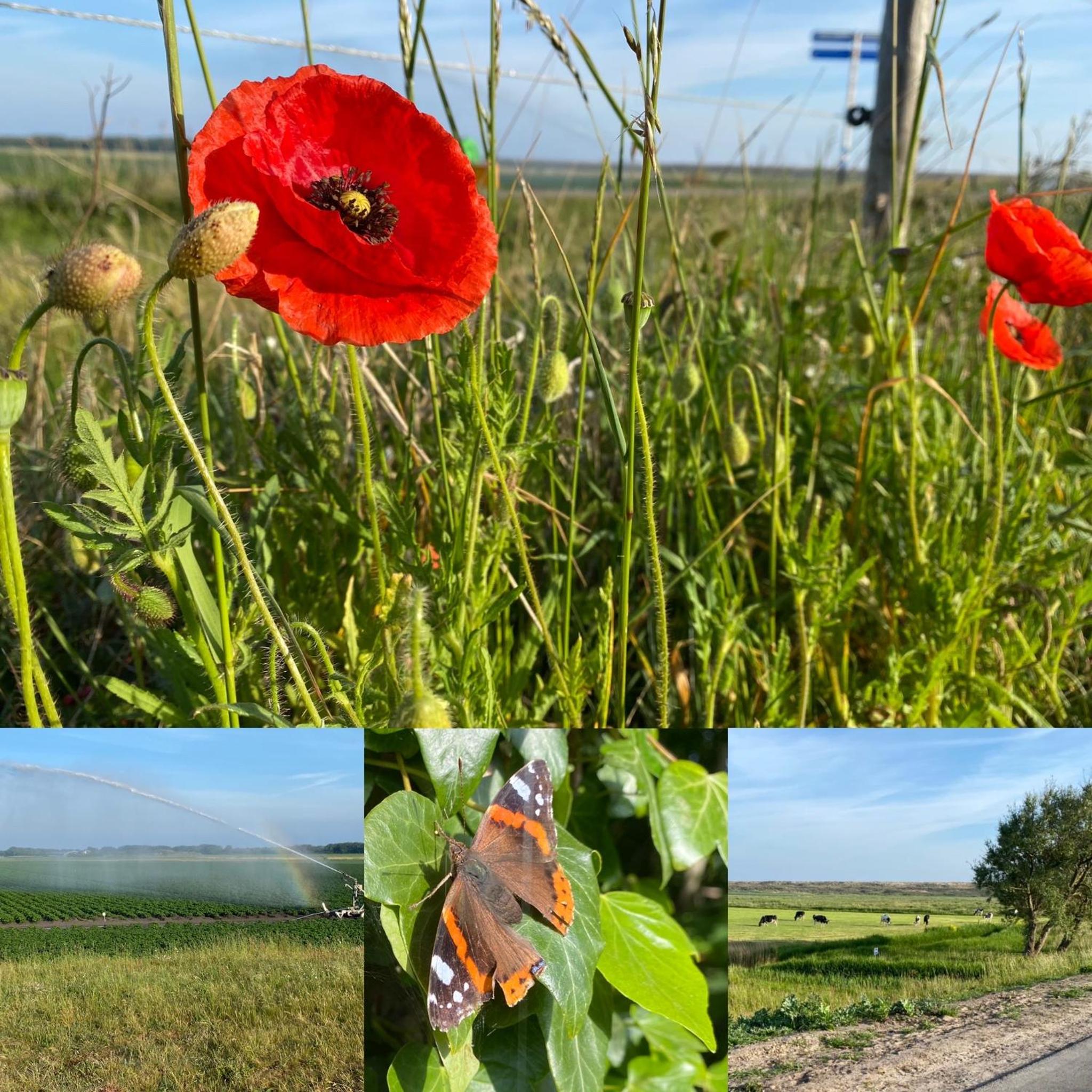 Vakantiebungalow Mee naar Ouddorp aan zee view 5