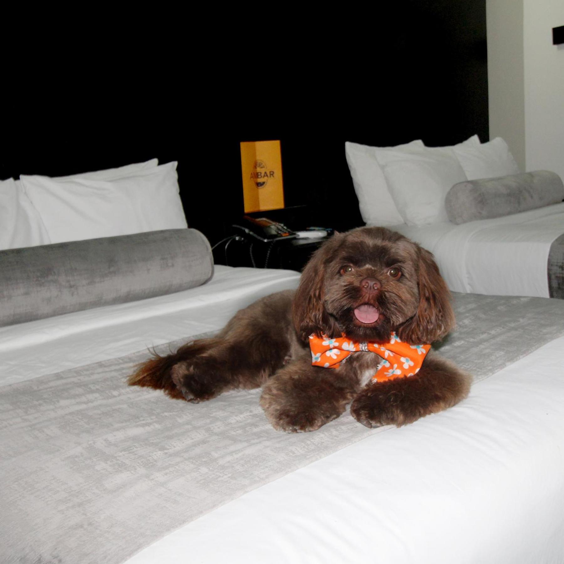 Reynosa Vacations - Stay Inn Hotels - Property Image 8
