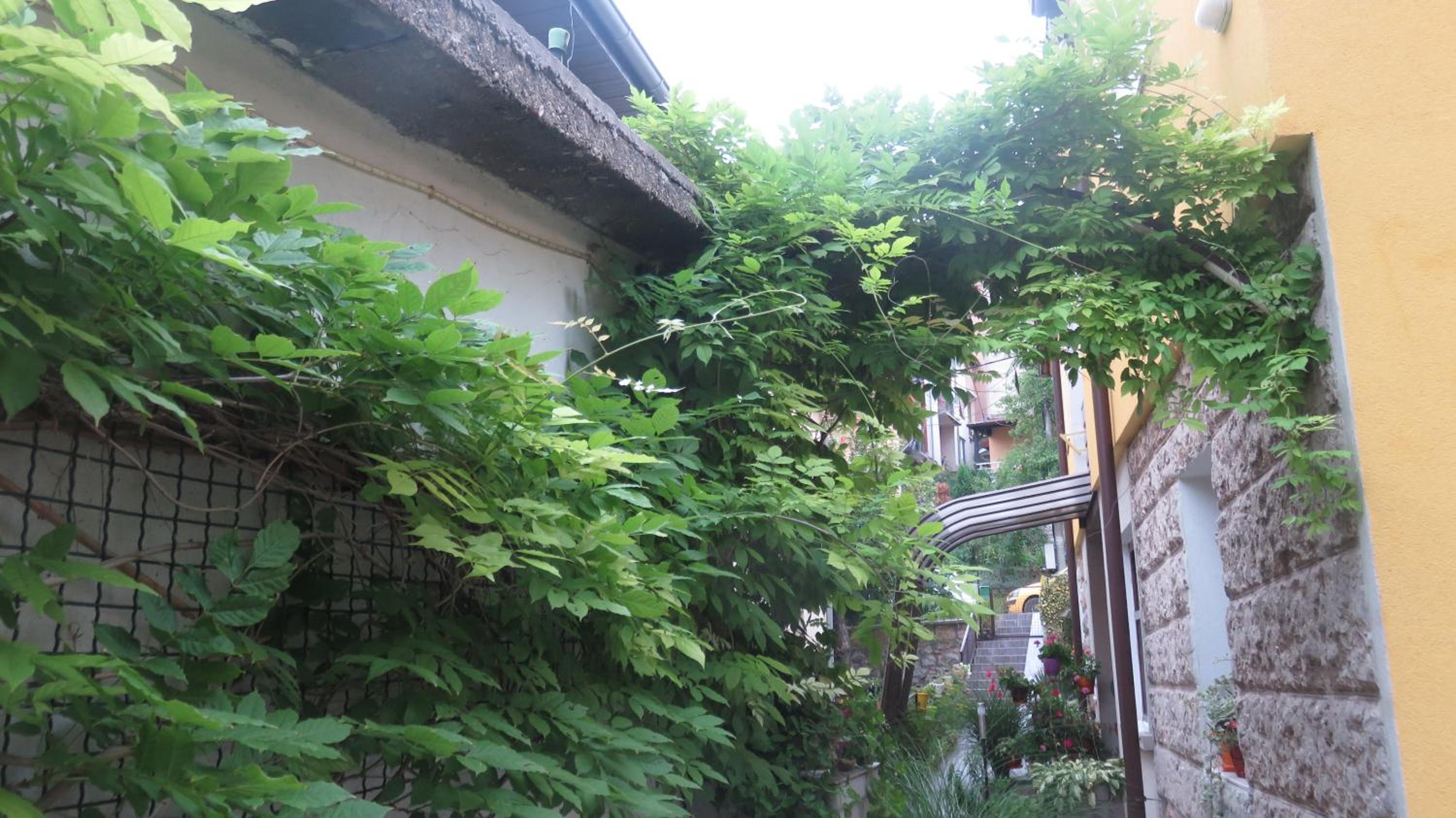 Photo 37