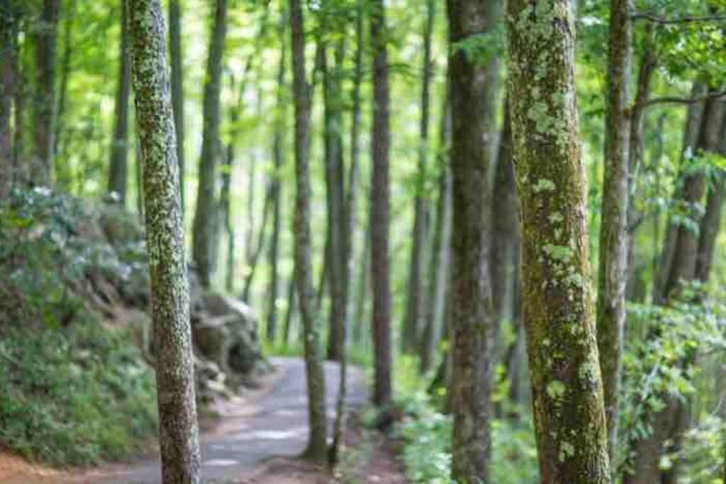 Downtown Gatlinburg Gem 102 - Walk to the Shops & Trails