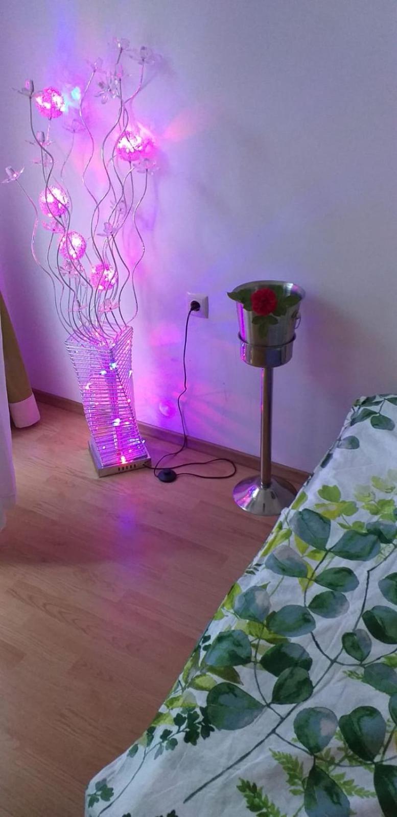 Aphrodite Rose