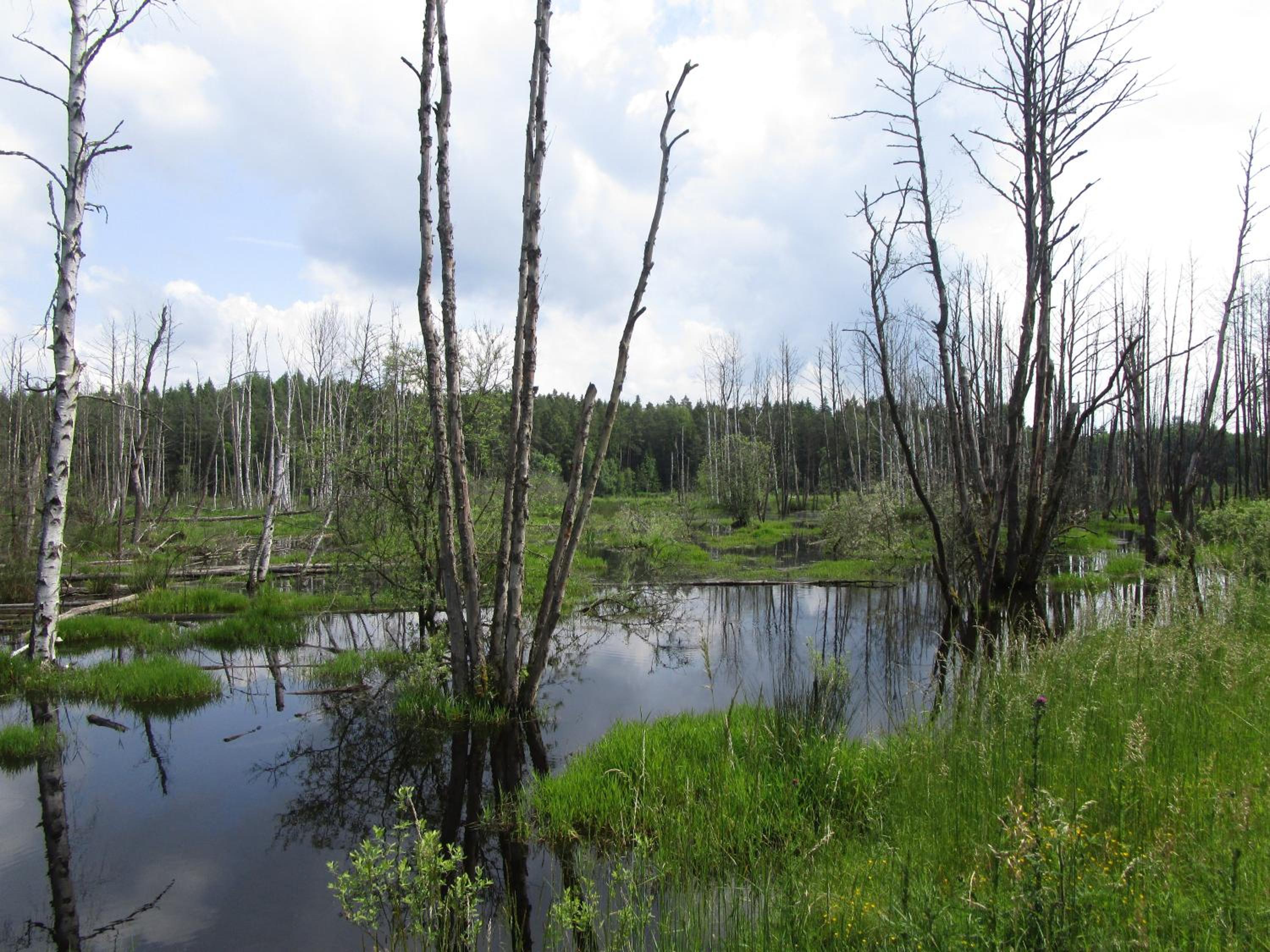 Photo 44