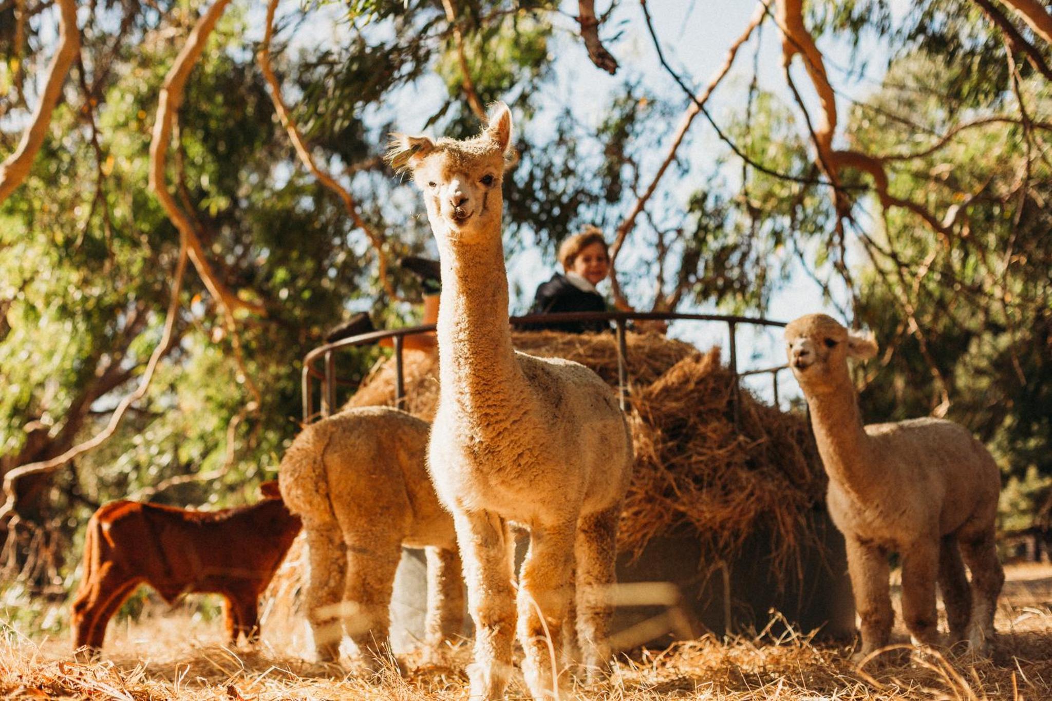 Margaret River Holiday Cottages