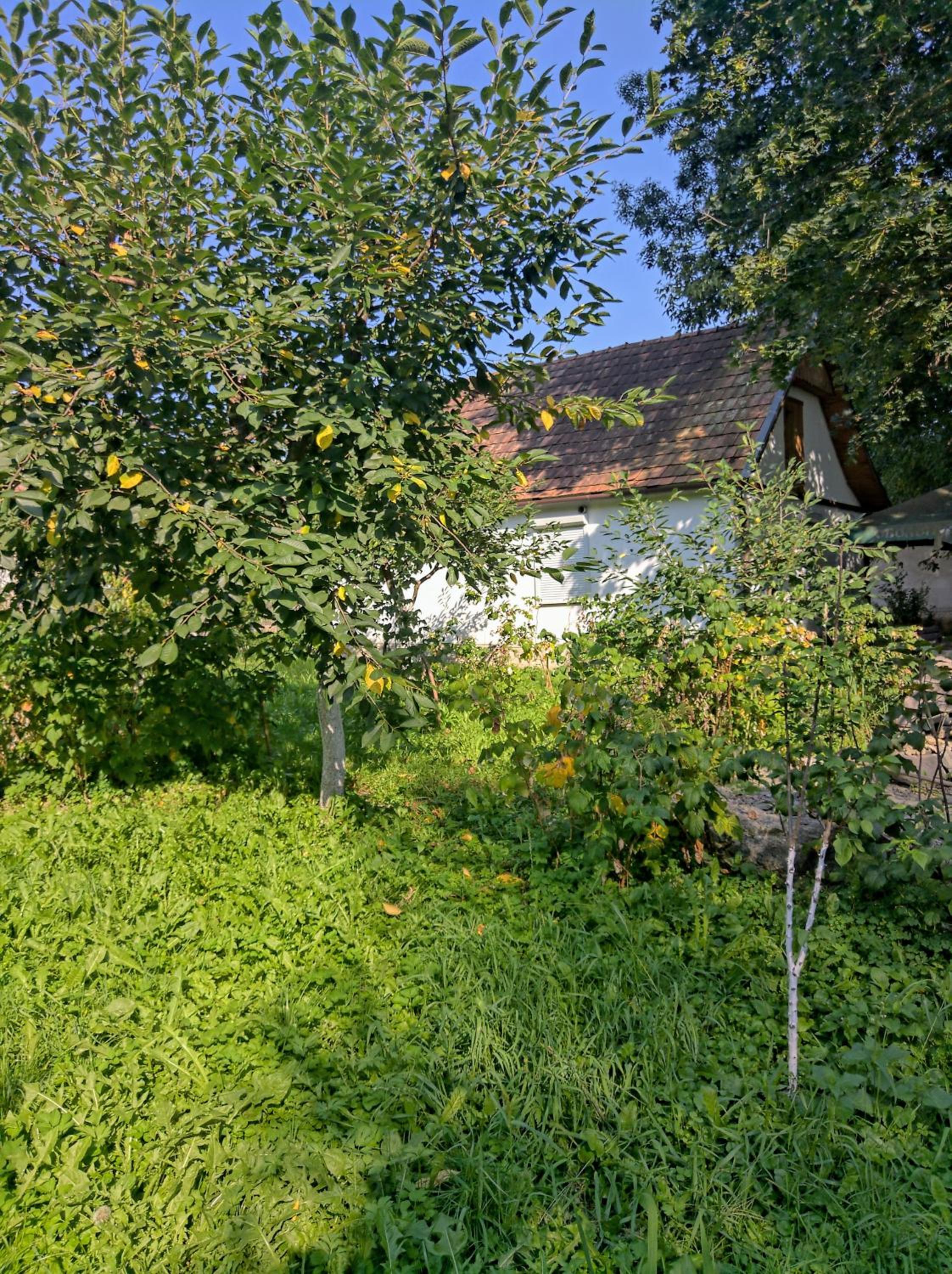 Photo 38