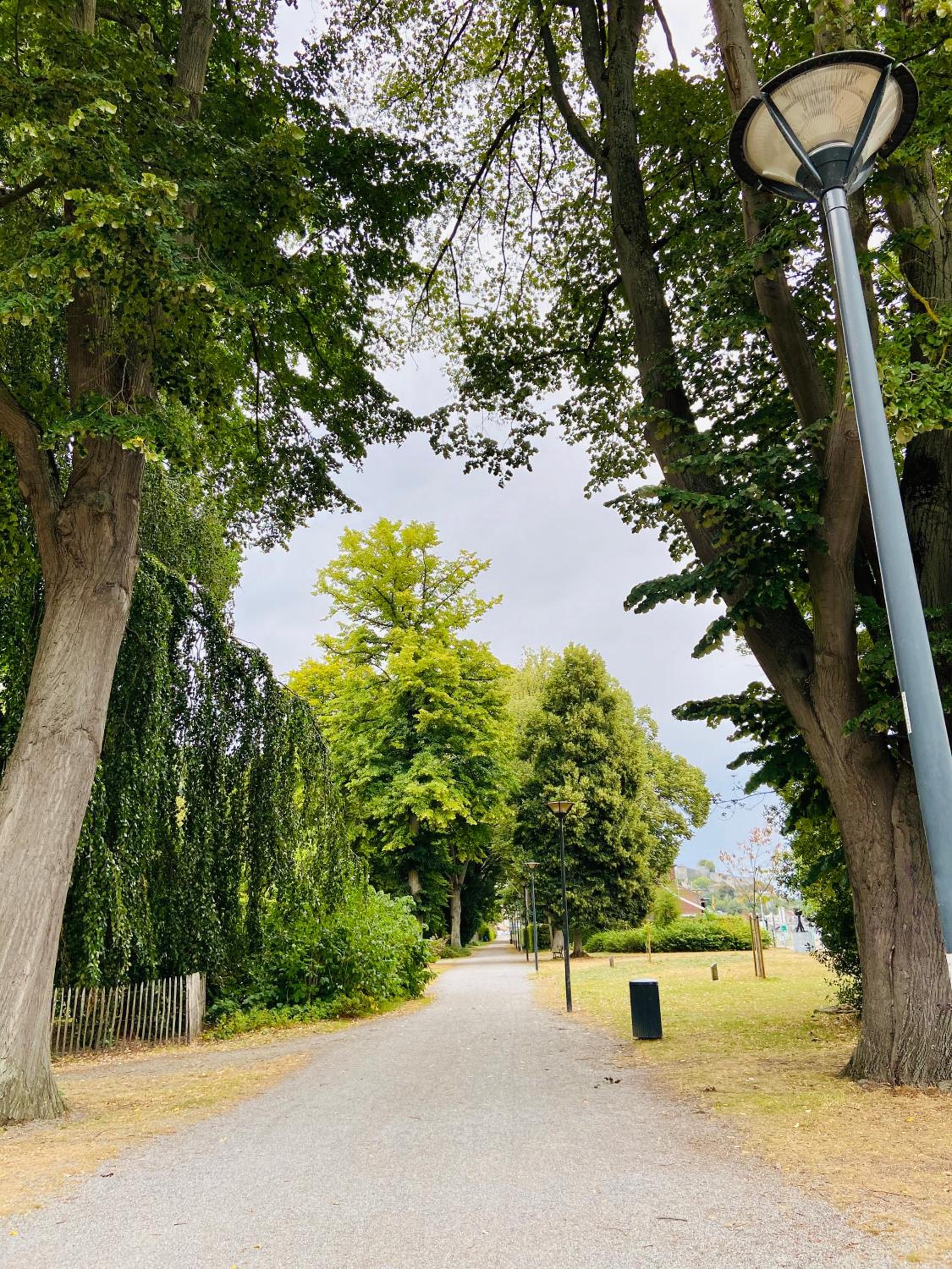 Avenue Rops