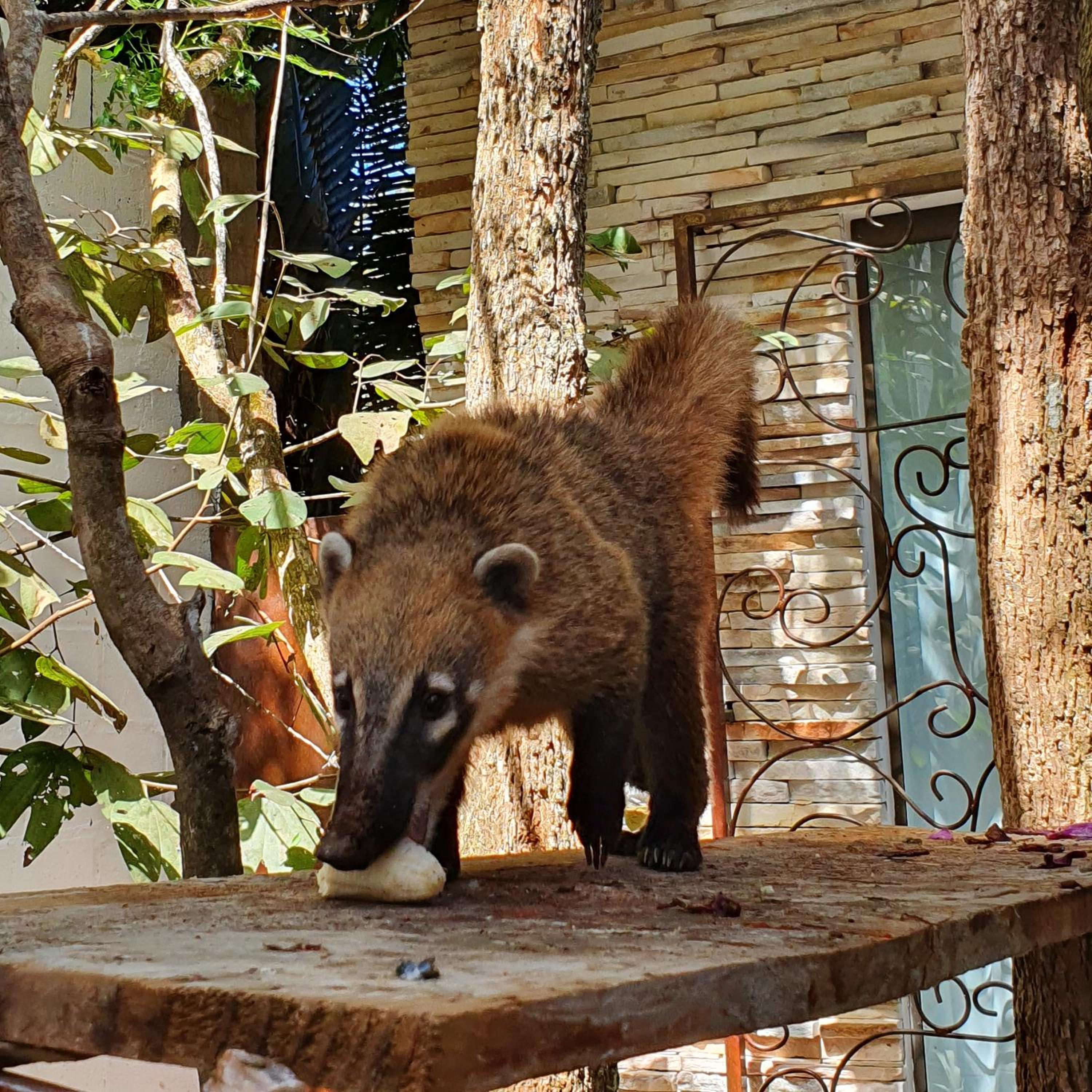 Morada dos Saguis