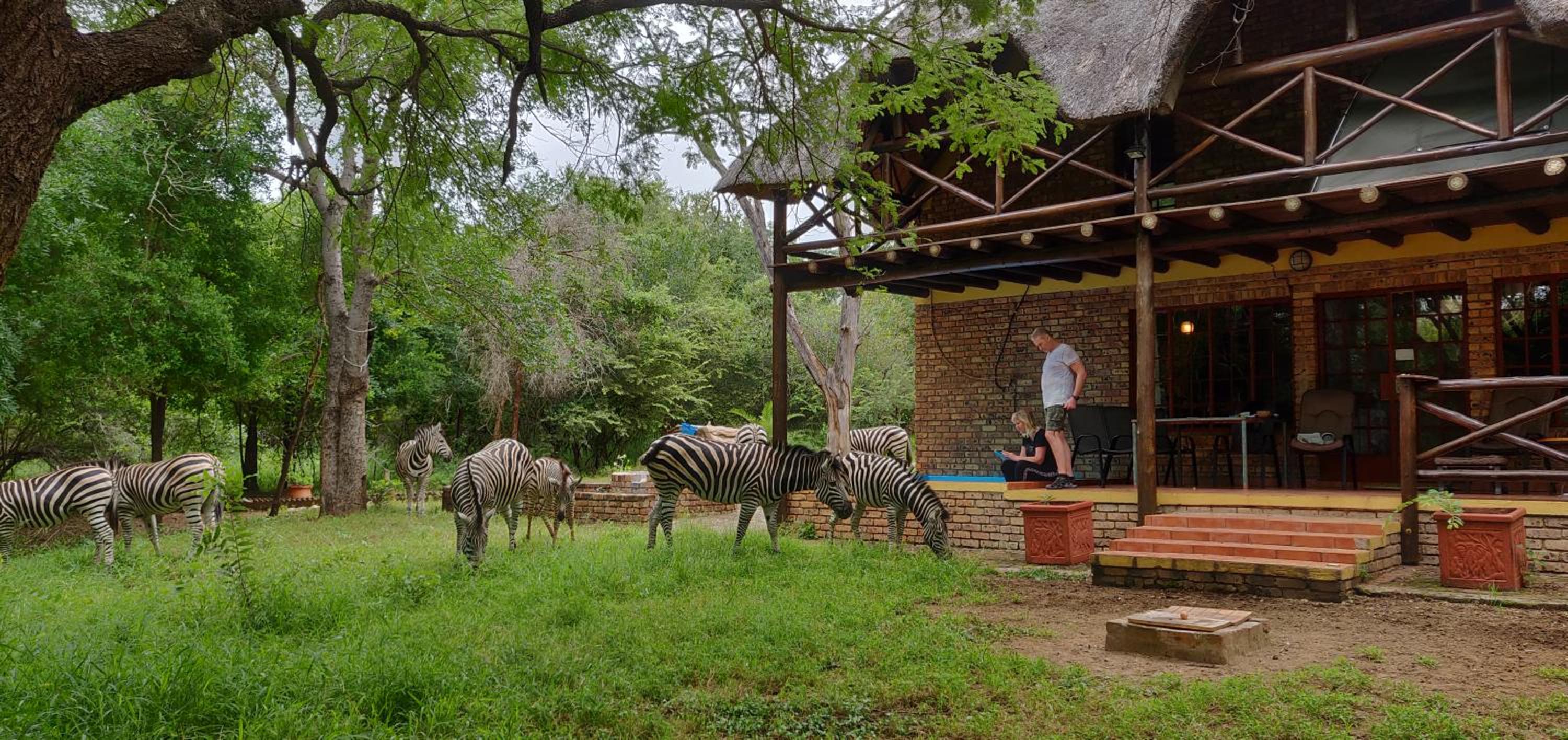 Kruger Safari Animal Encounter
