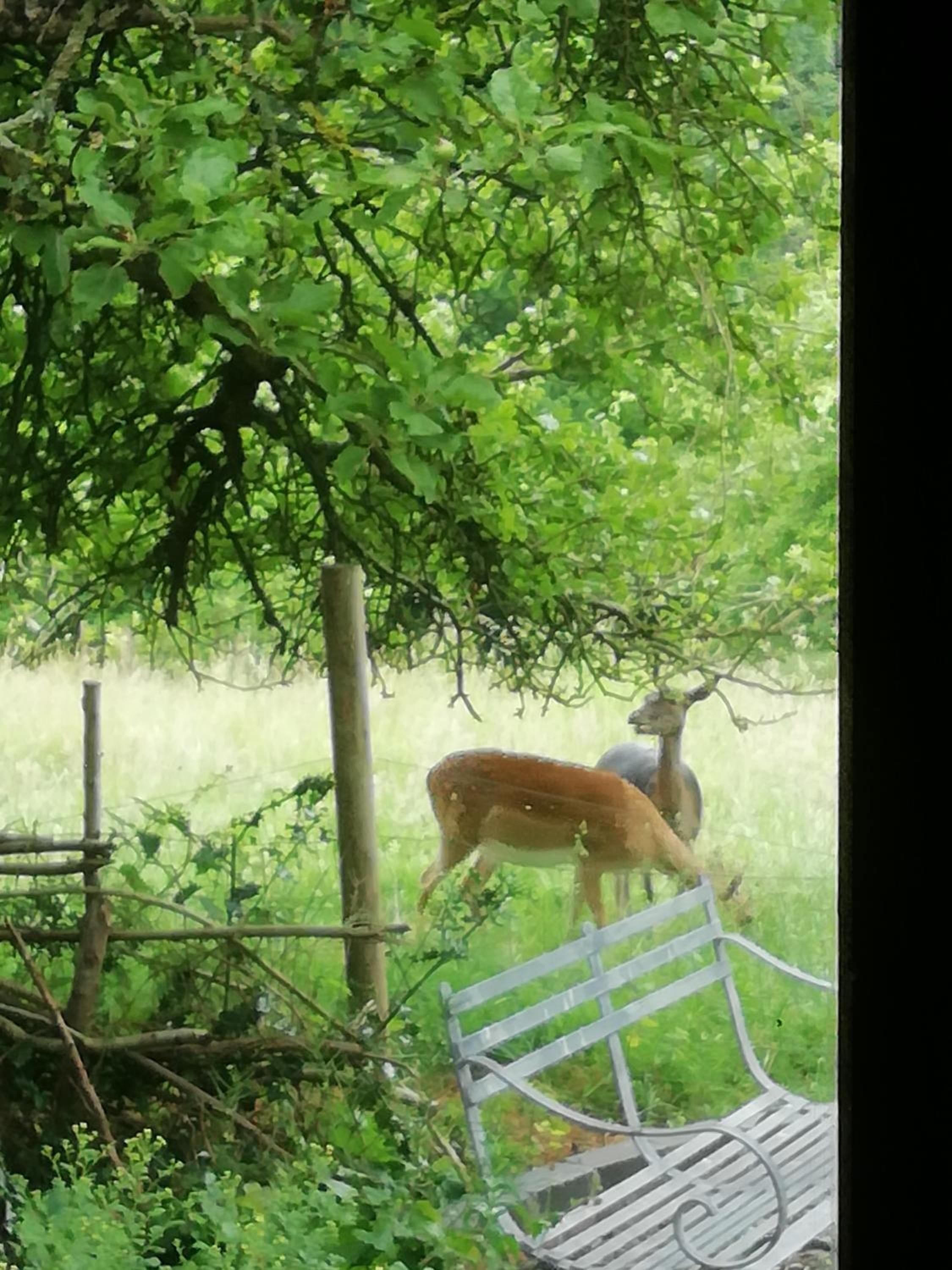 Wyre Forest Cottage view 3