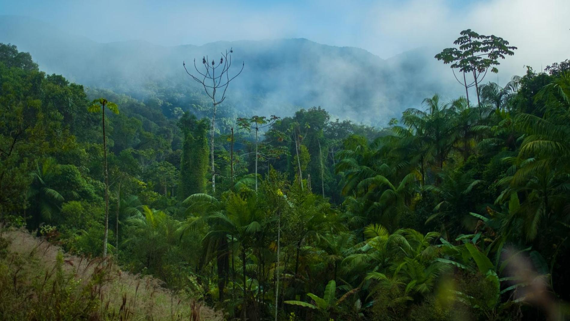 Pousada Salve Floresta
