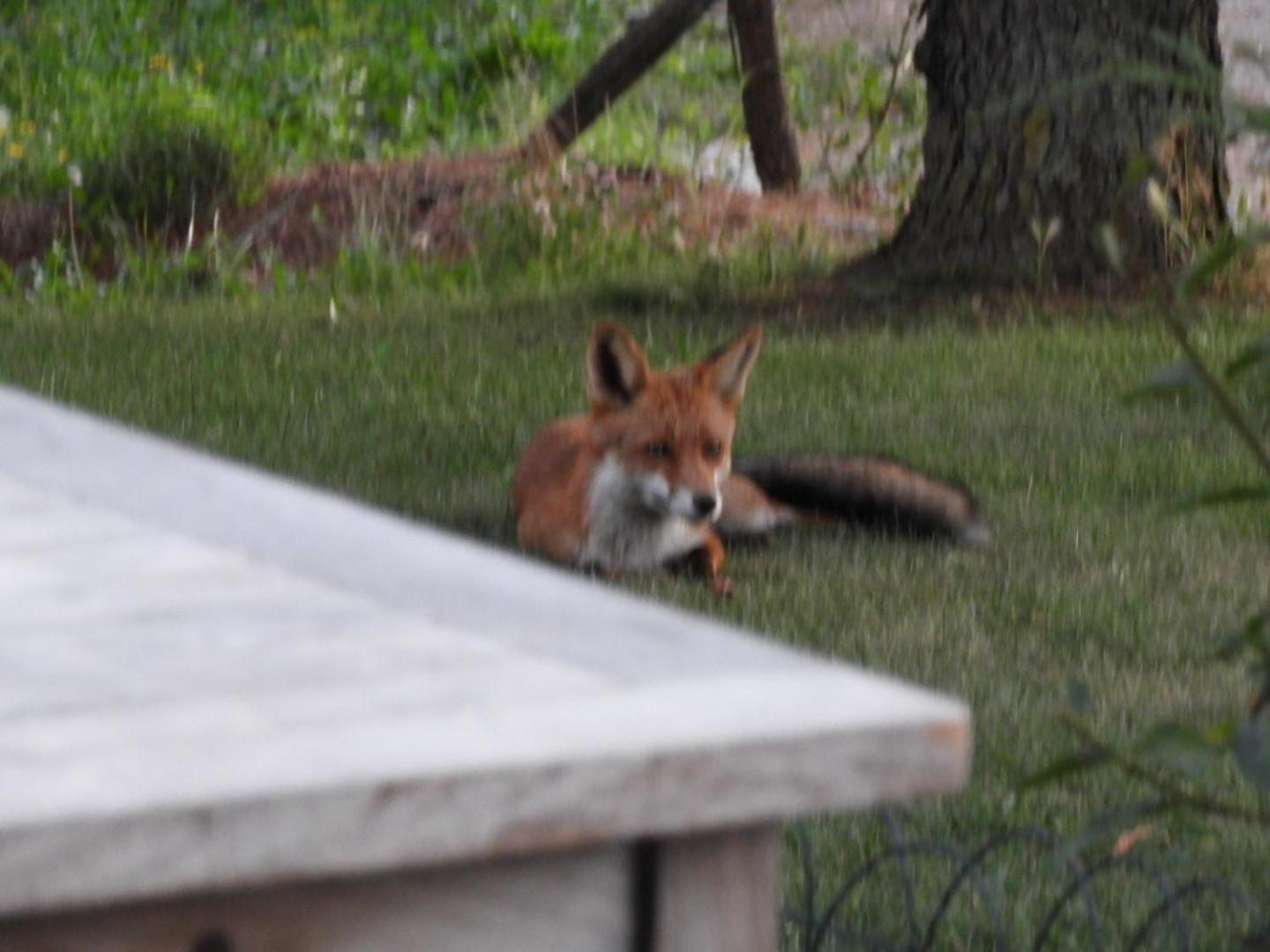 Photo 43