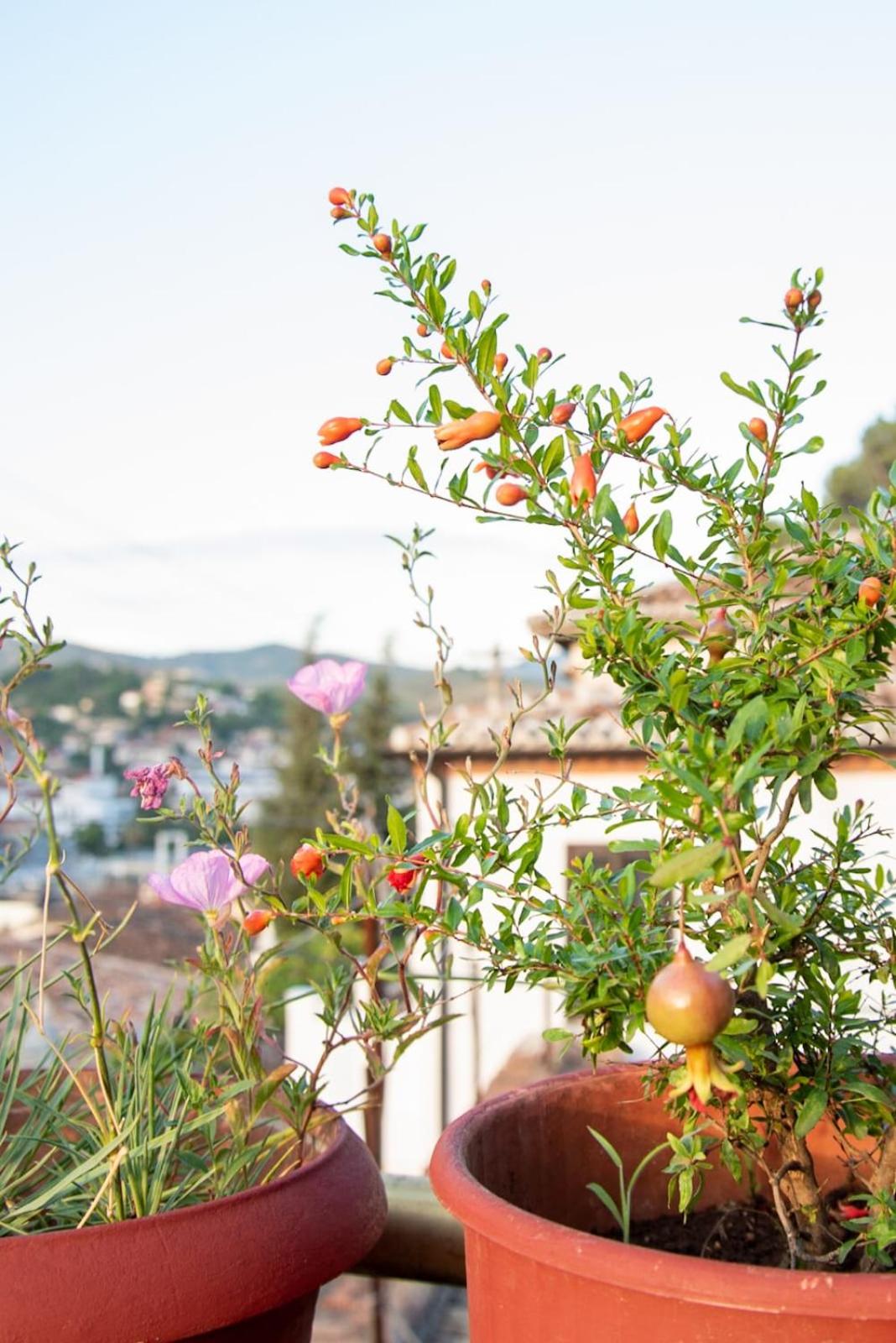 Guesthouse Belle View Old Town