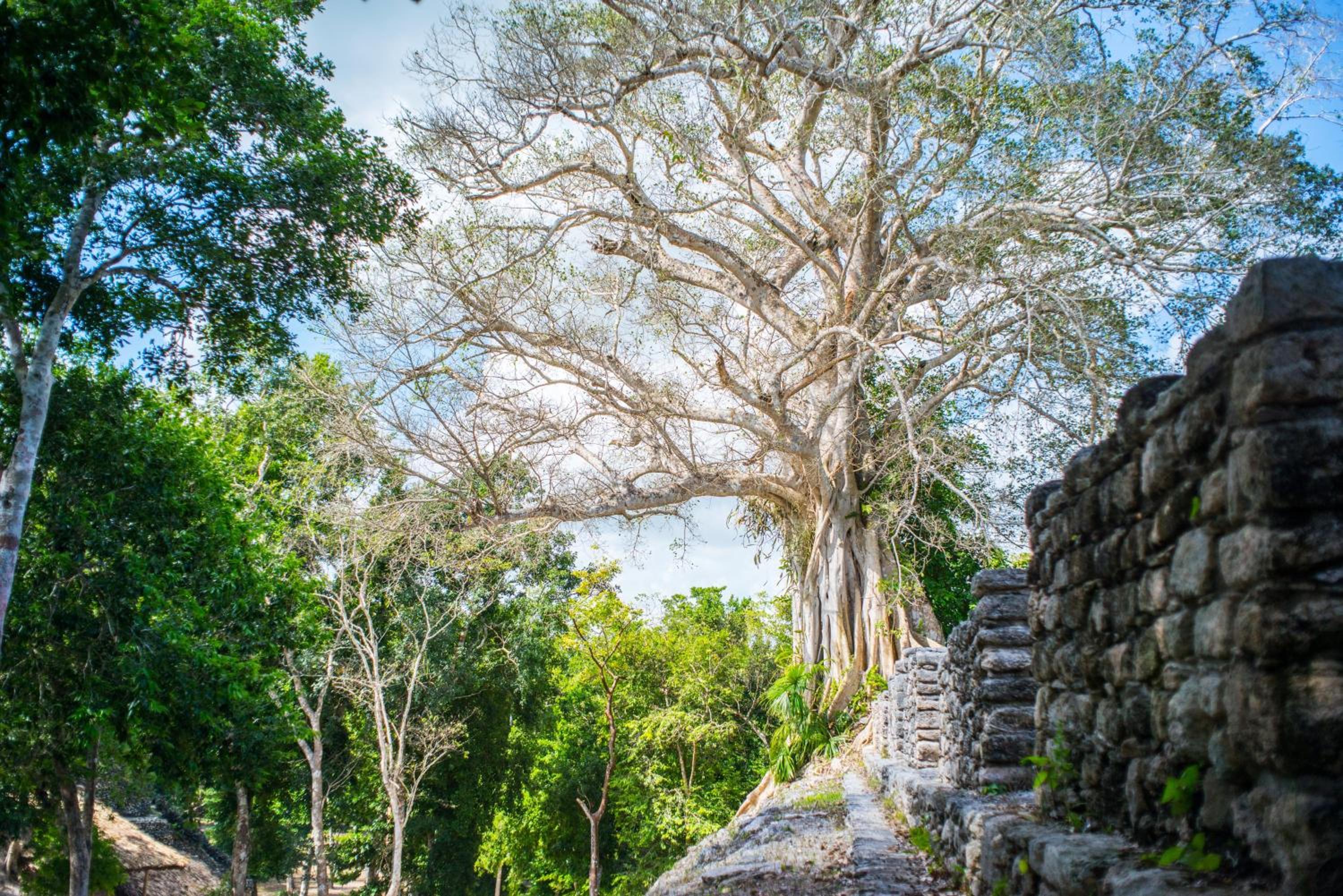 The Explorean Selva Maya Kohunlich