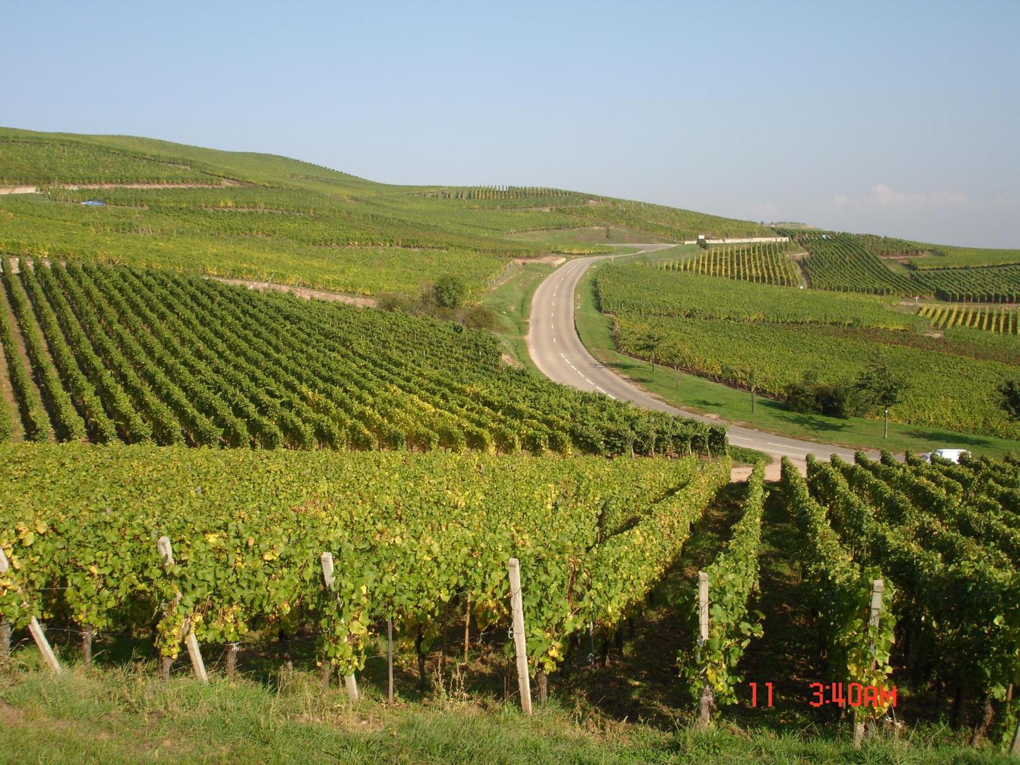 Gite Du Vigneron, photo 3