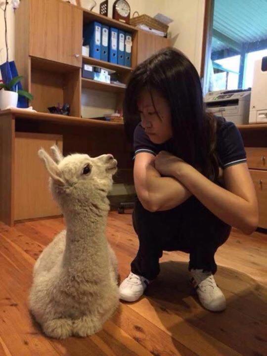 Starline Alpacas Farmstay Resort view 4