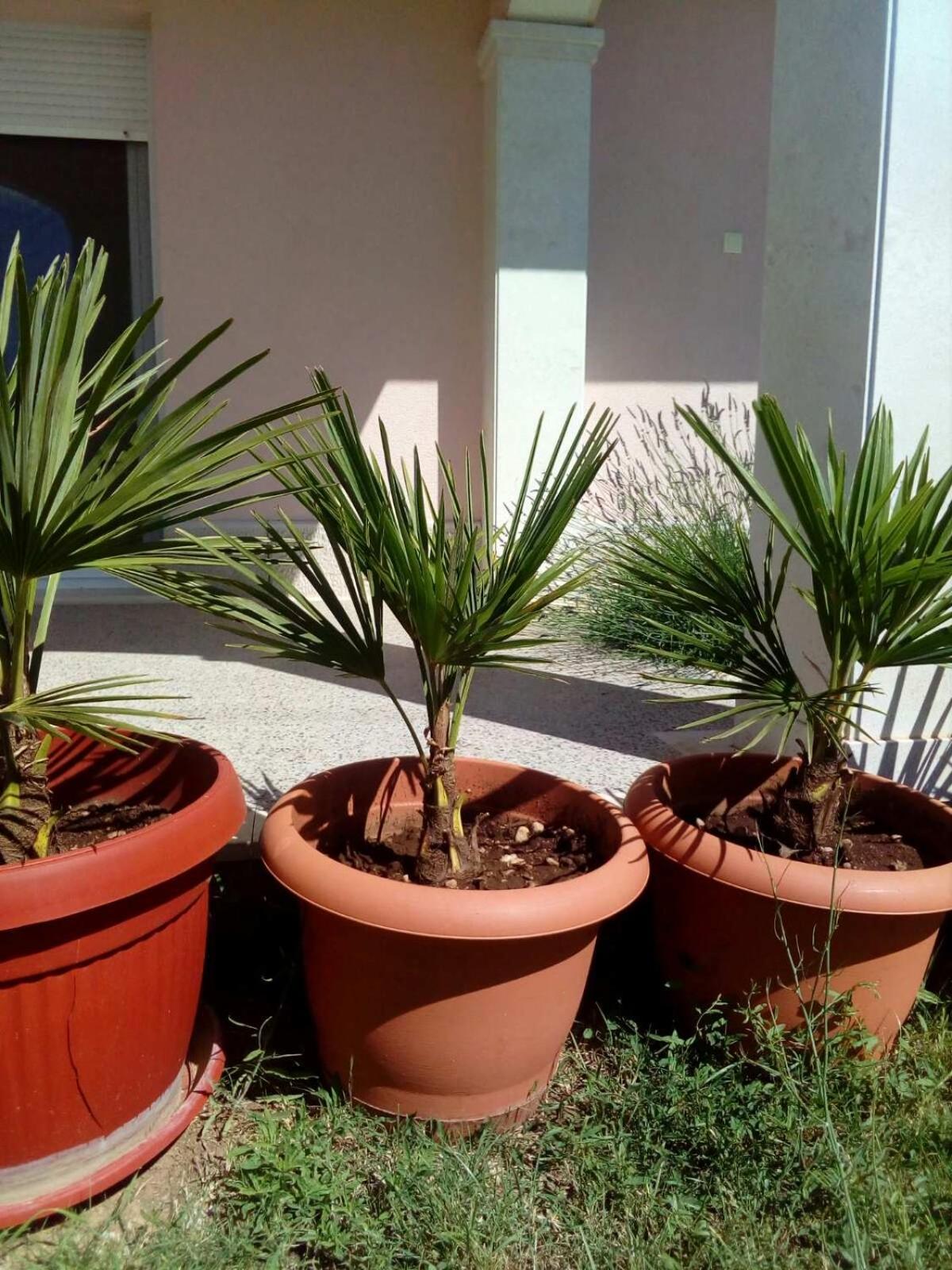 Sun garden apartment