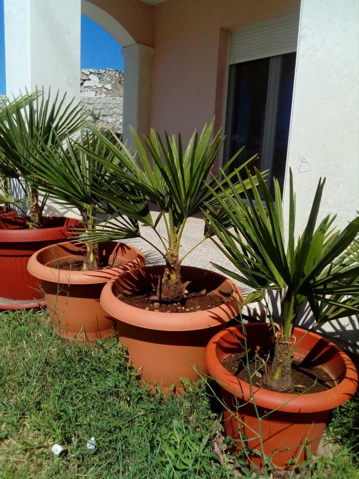 Sun garden apartment