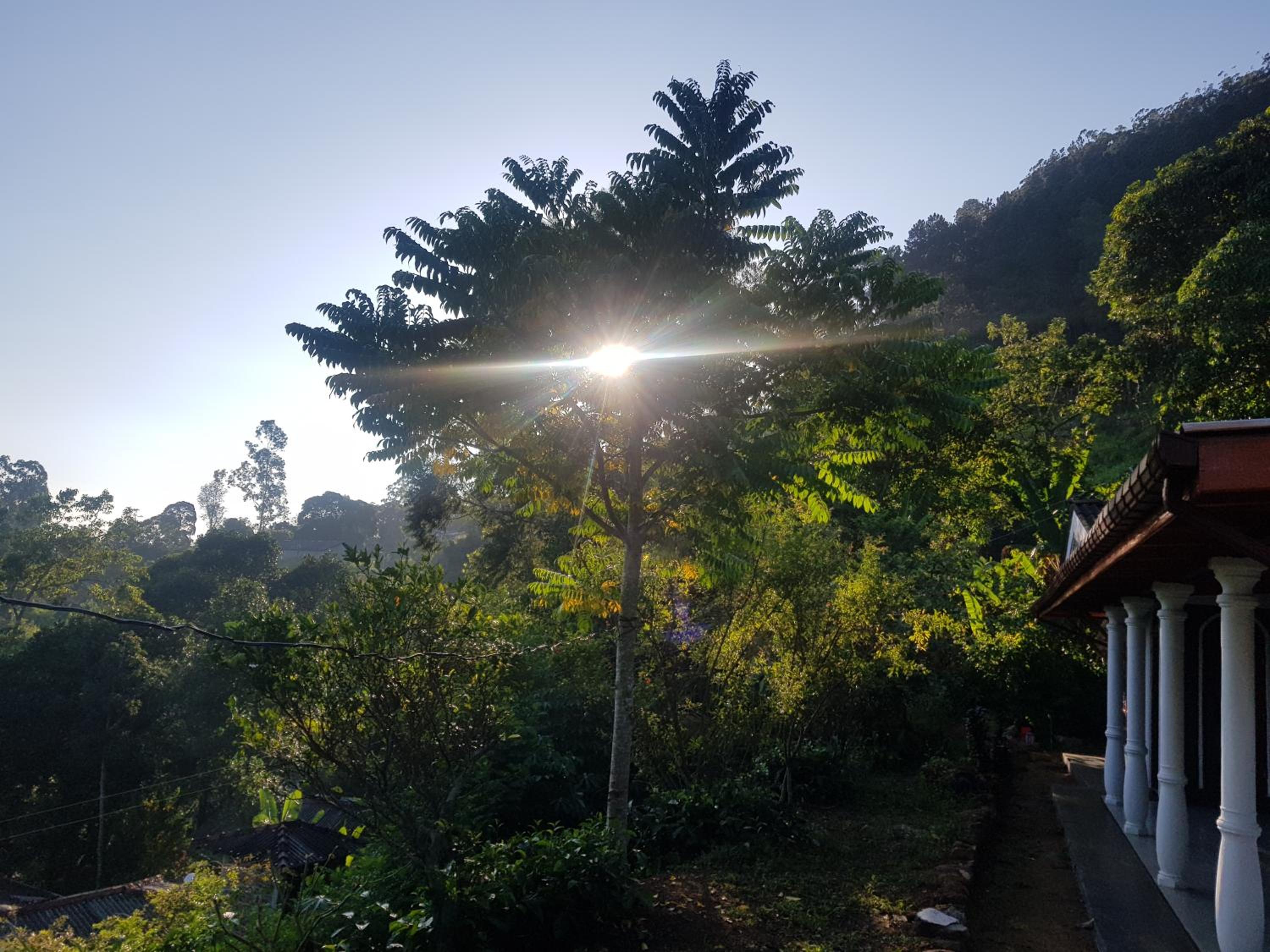Tea Garden Diyatalawa