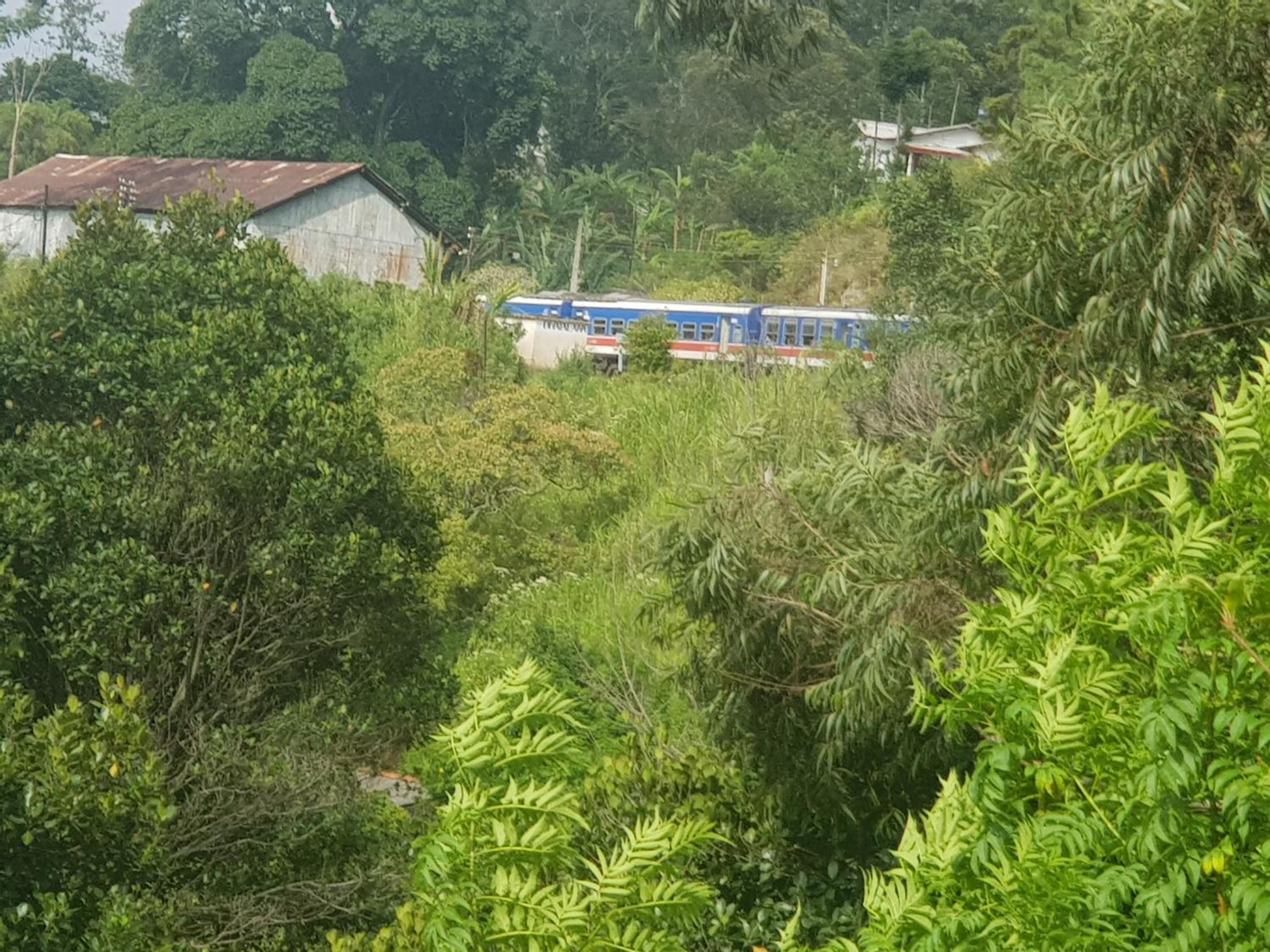 Tea Garden Diyatalawa