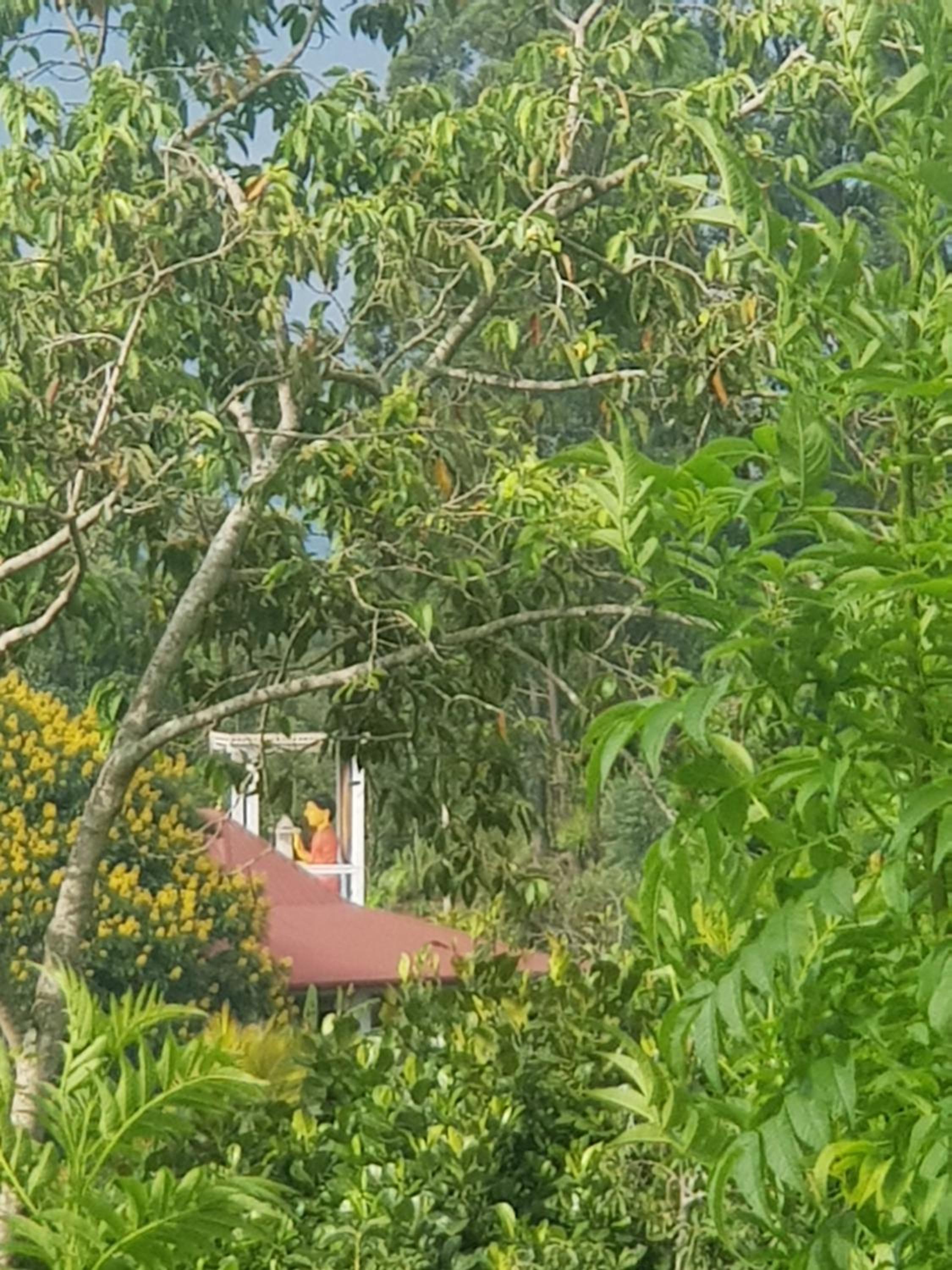 Tea Garden Diyatalawa