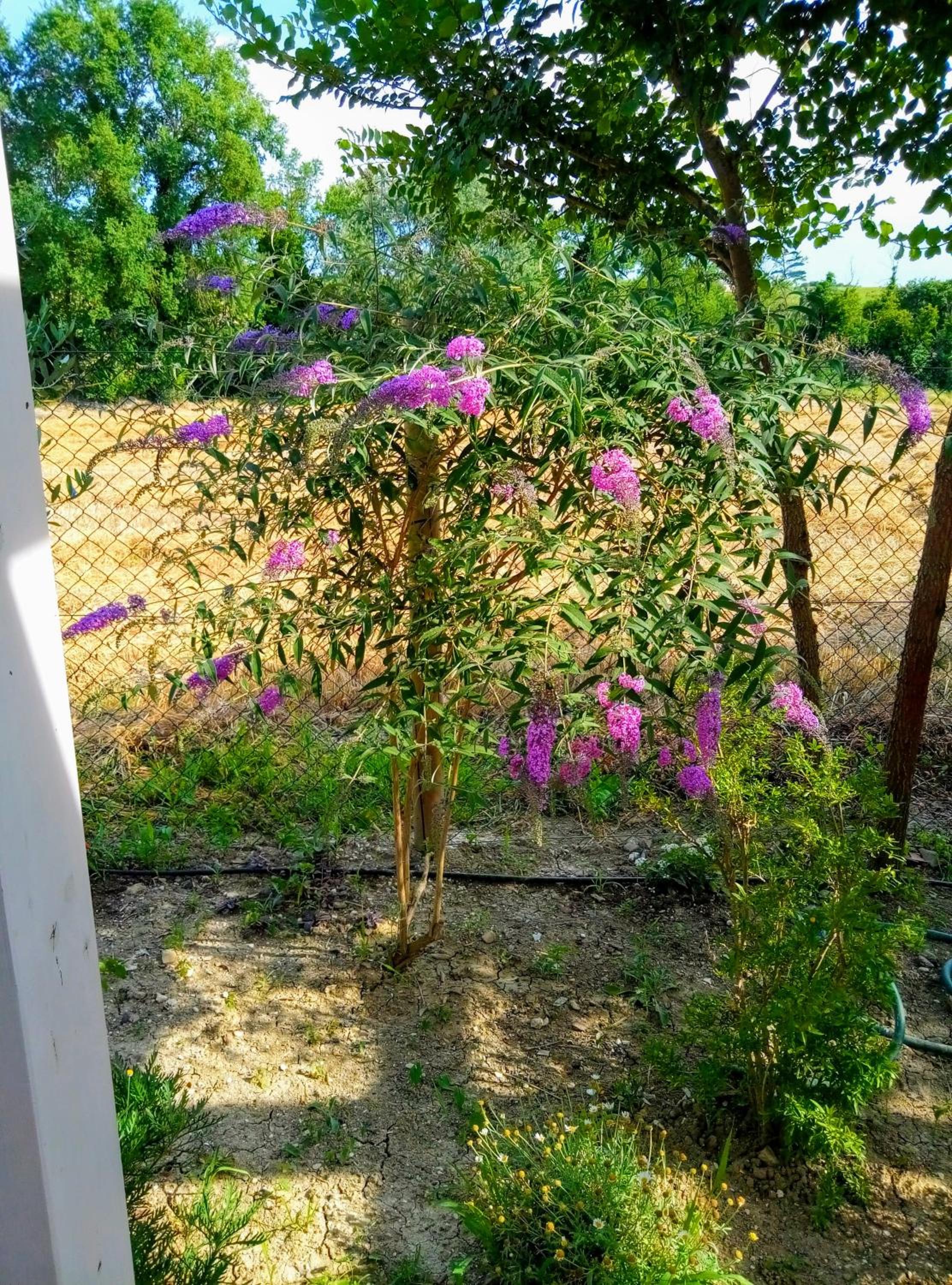 Photo 41