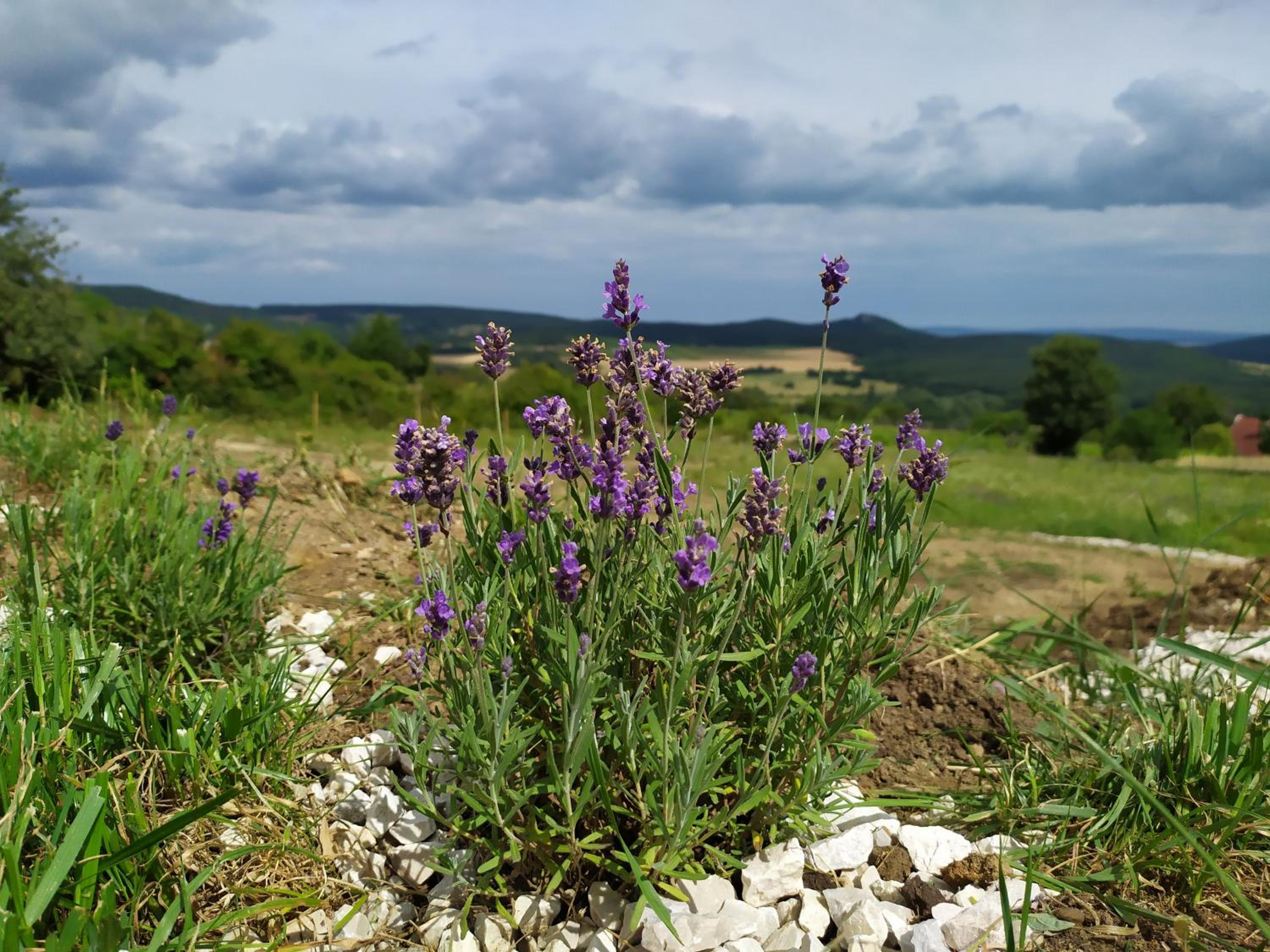 Káli Vineyard Estate