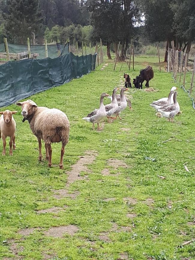 Granja MG view 3