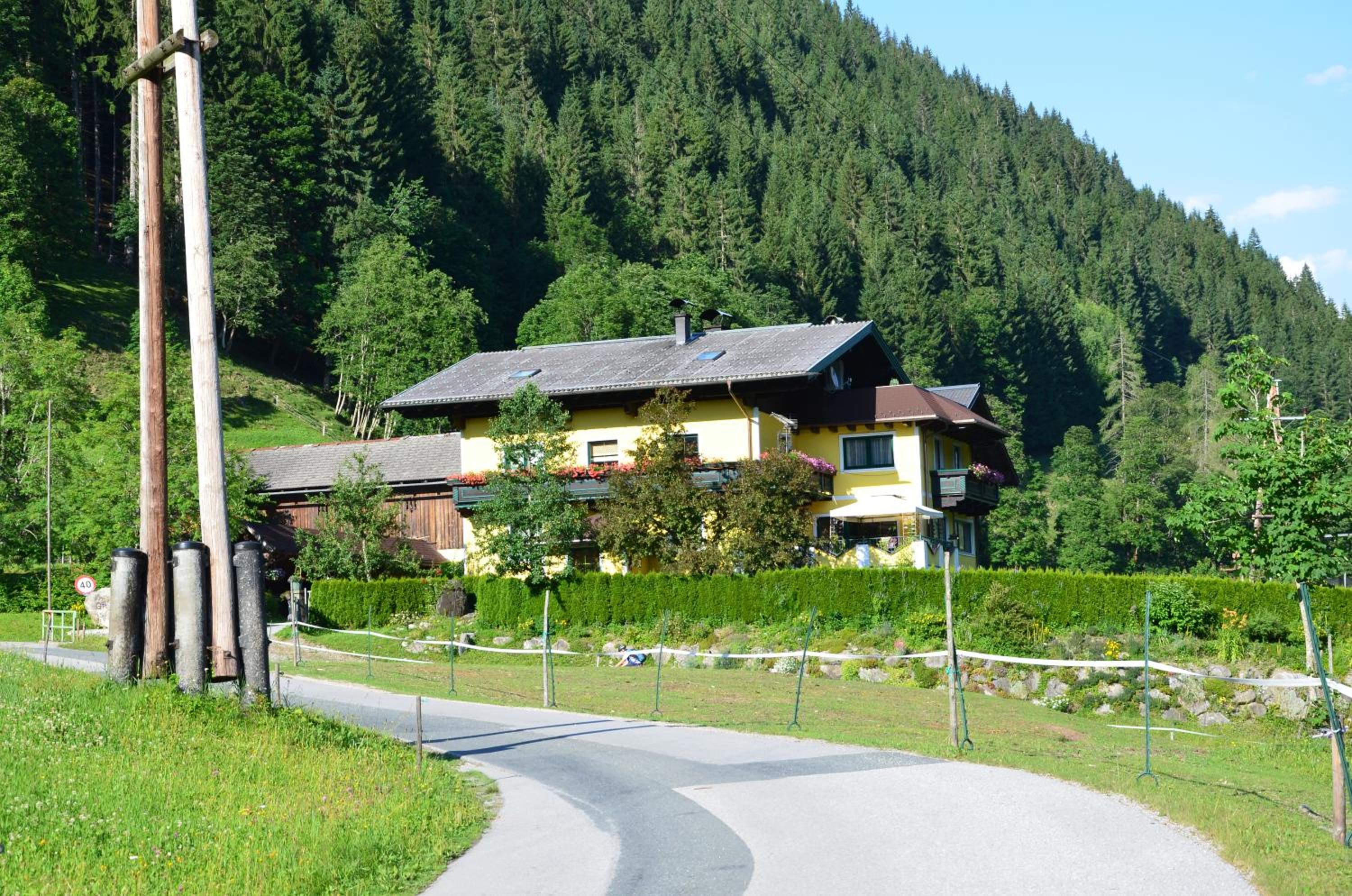 Schattaugut