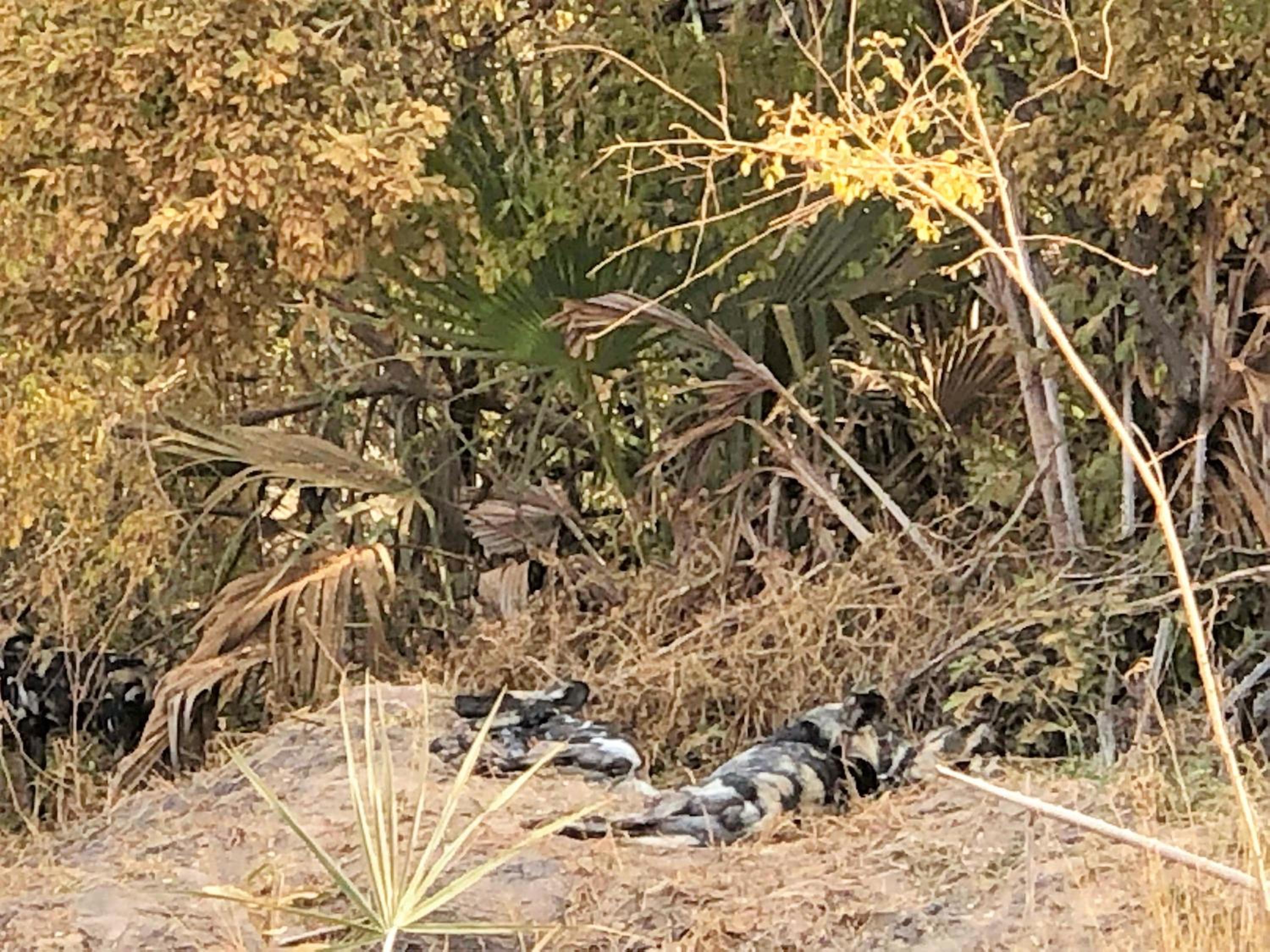 Africa Safari Selous Nyerere national park view 2