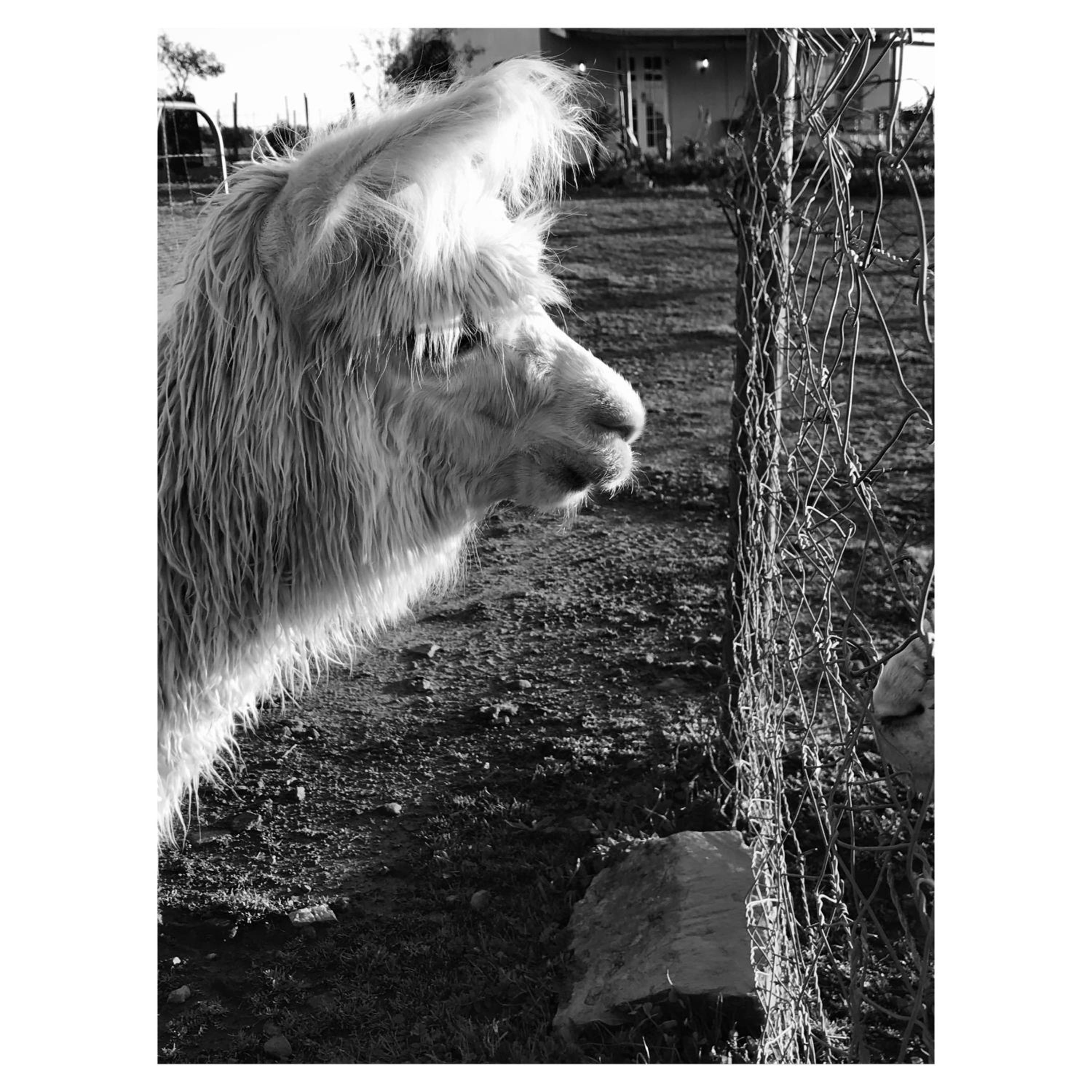 Photo 51