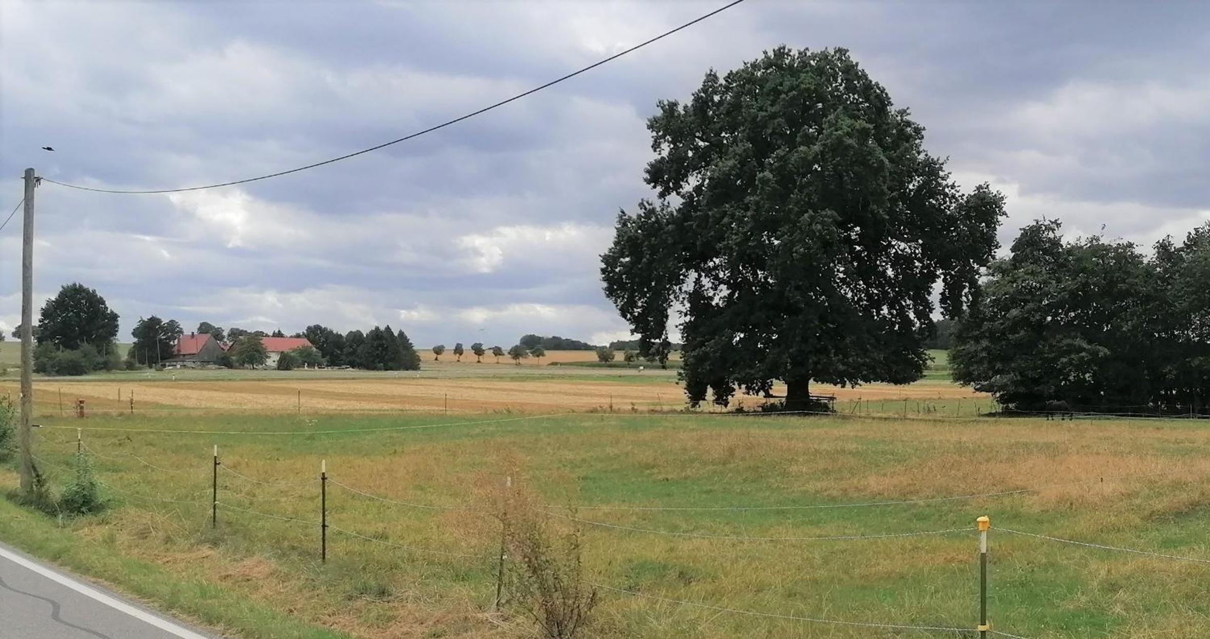 Weidenblick