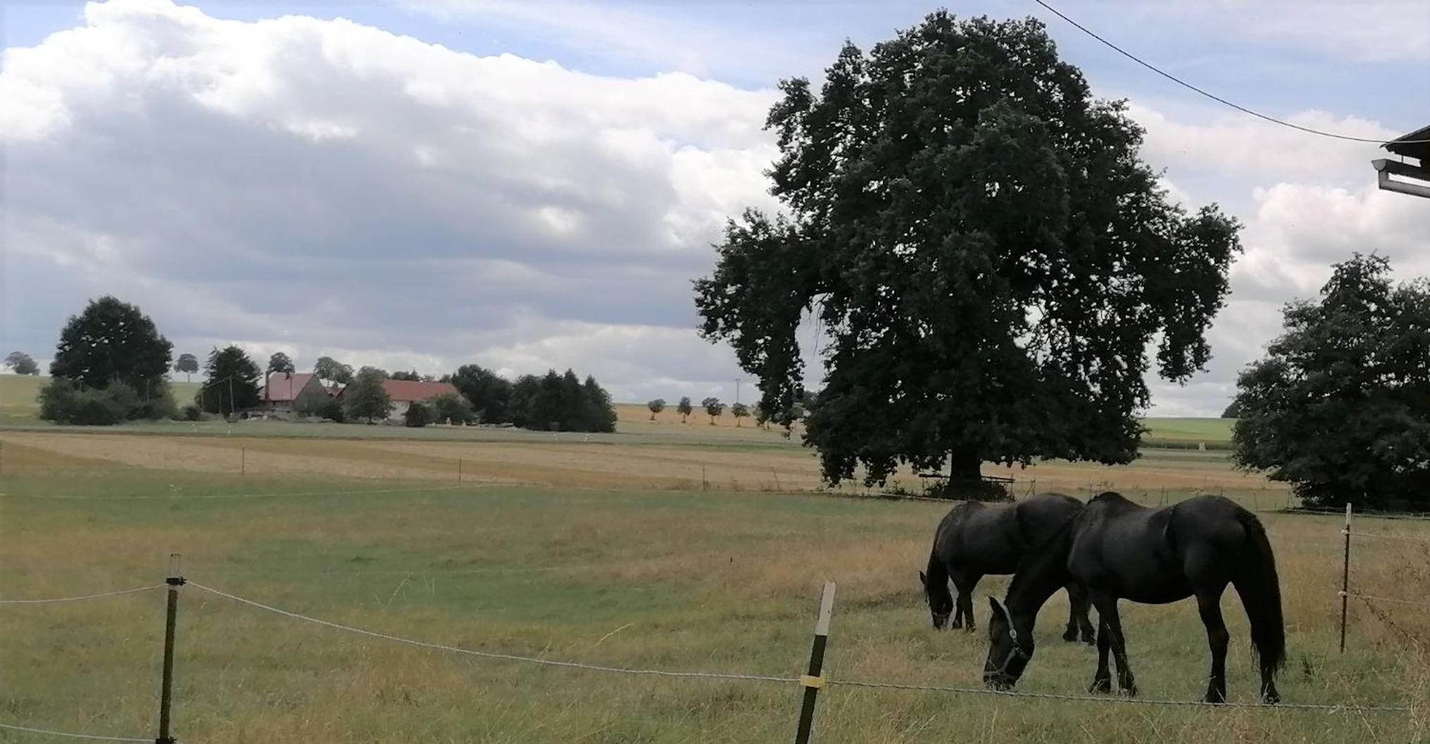 Weidenblick