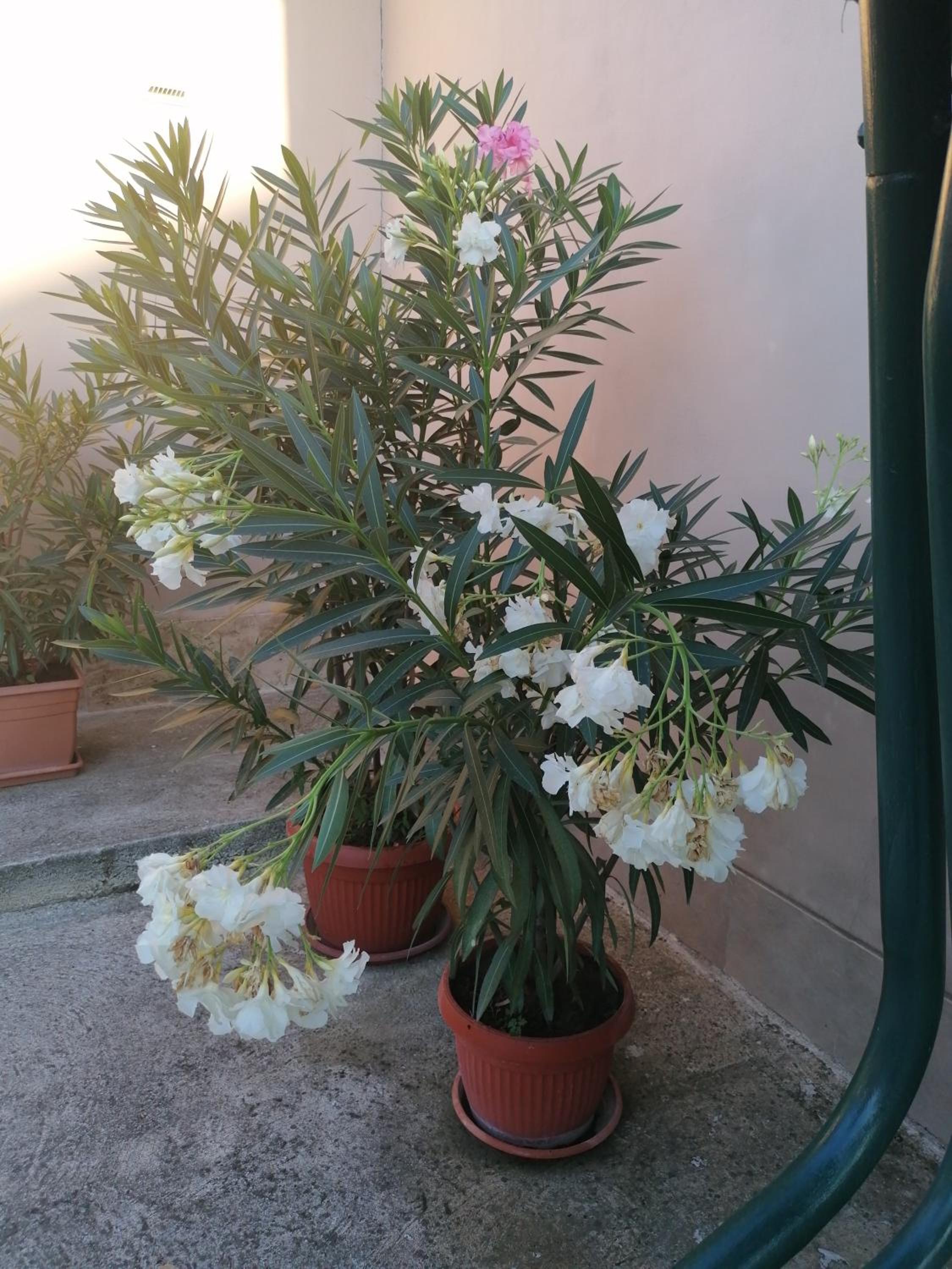 Villa Ros Guest House