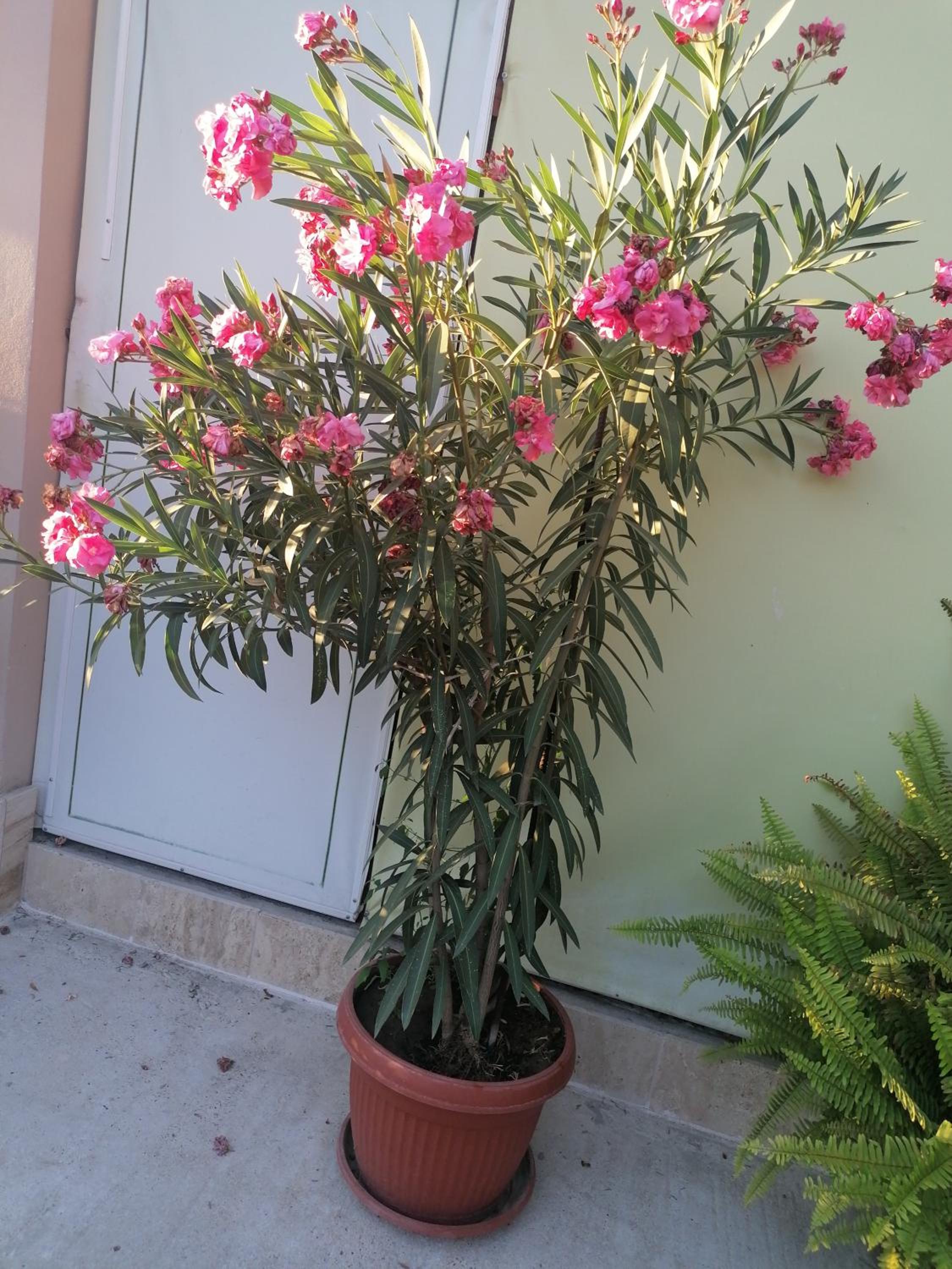 Villa Ros Guest House