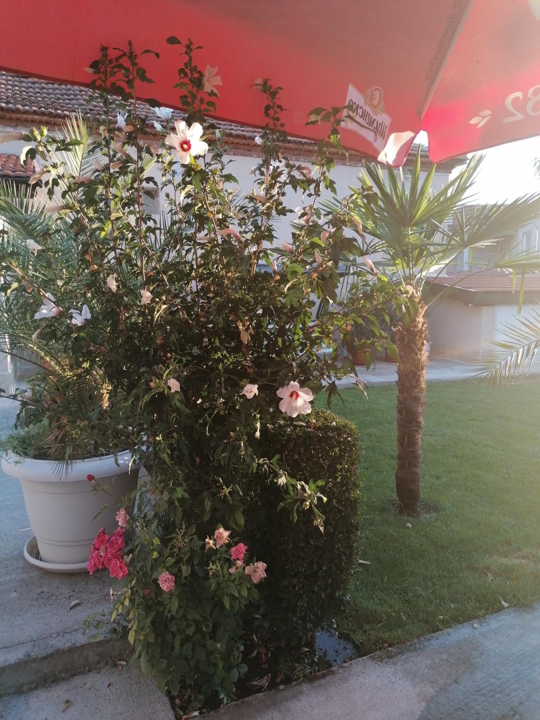 Villa Ros Guest House