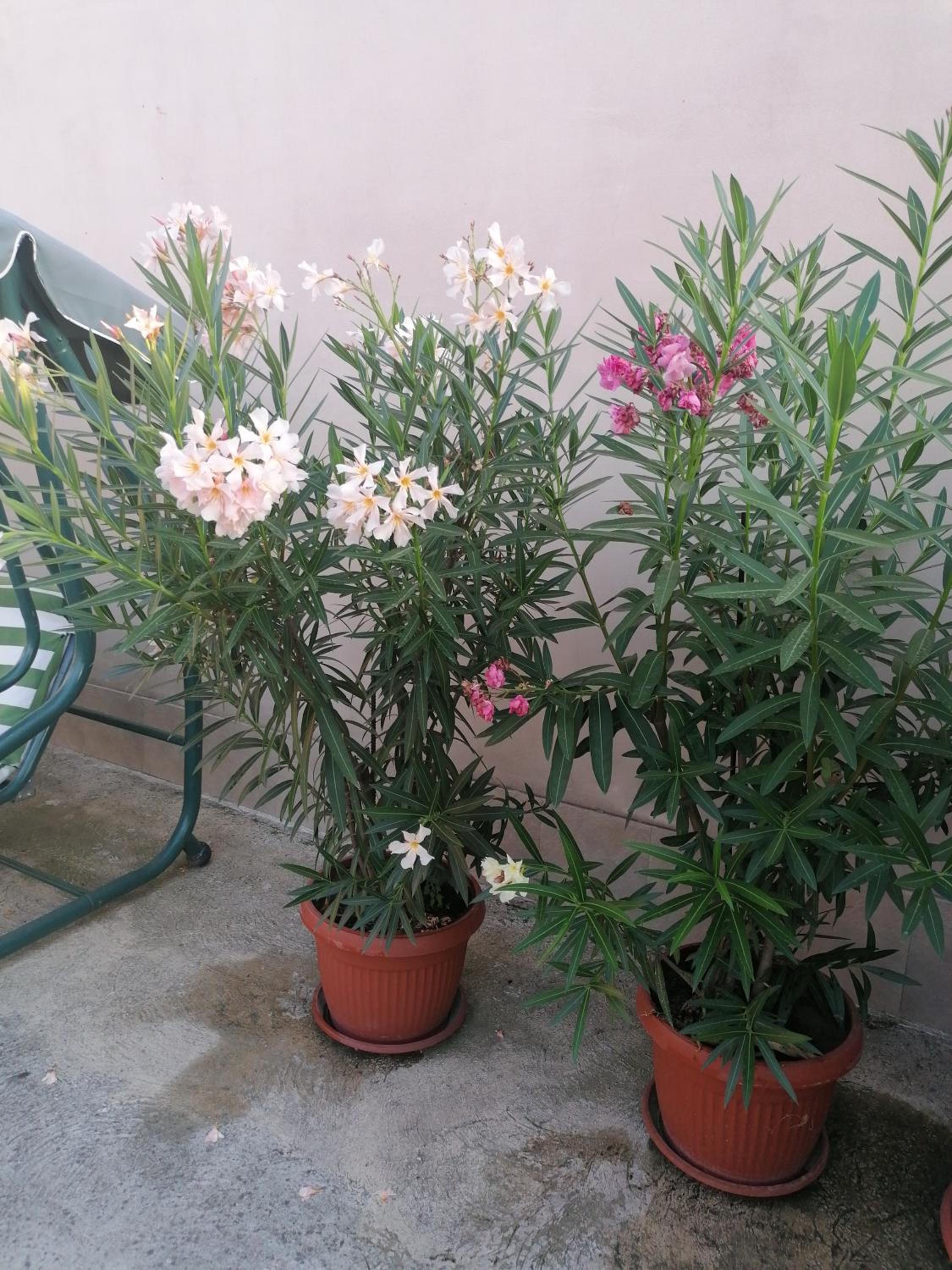 Villa Ros Guest House