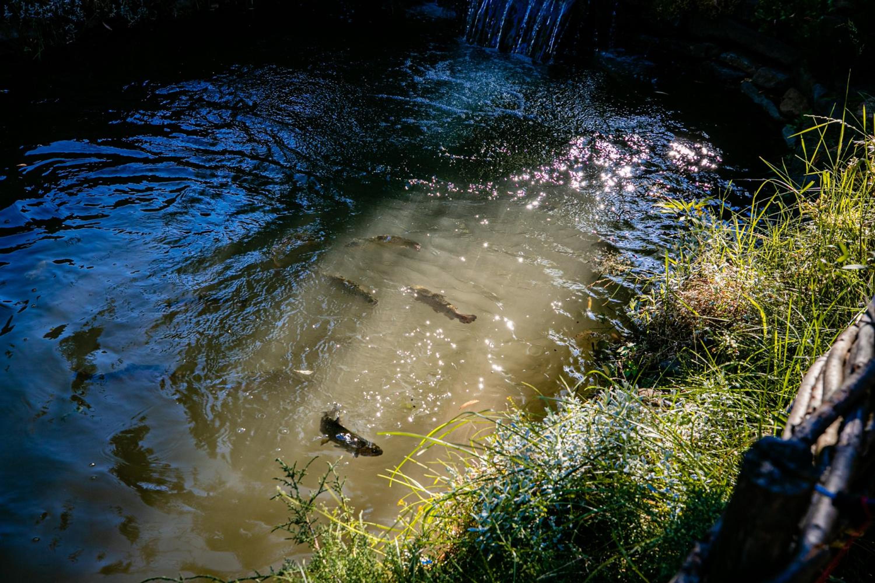Photo 45