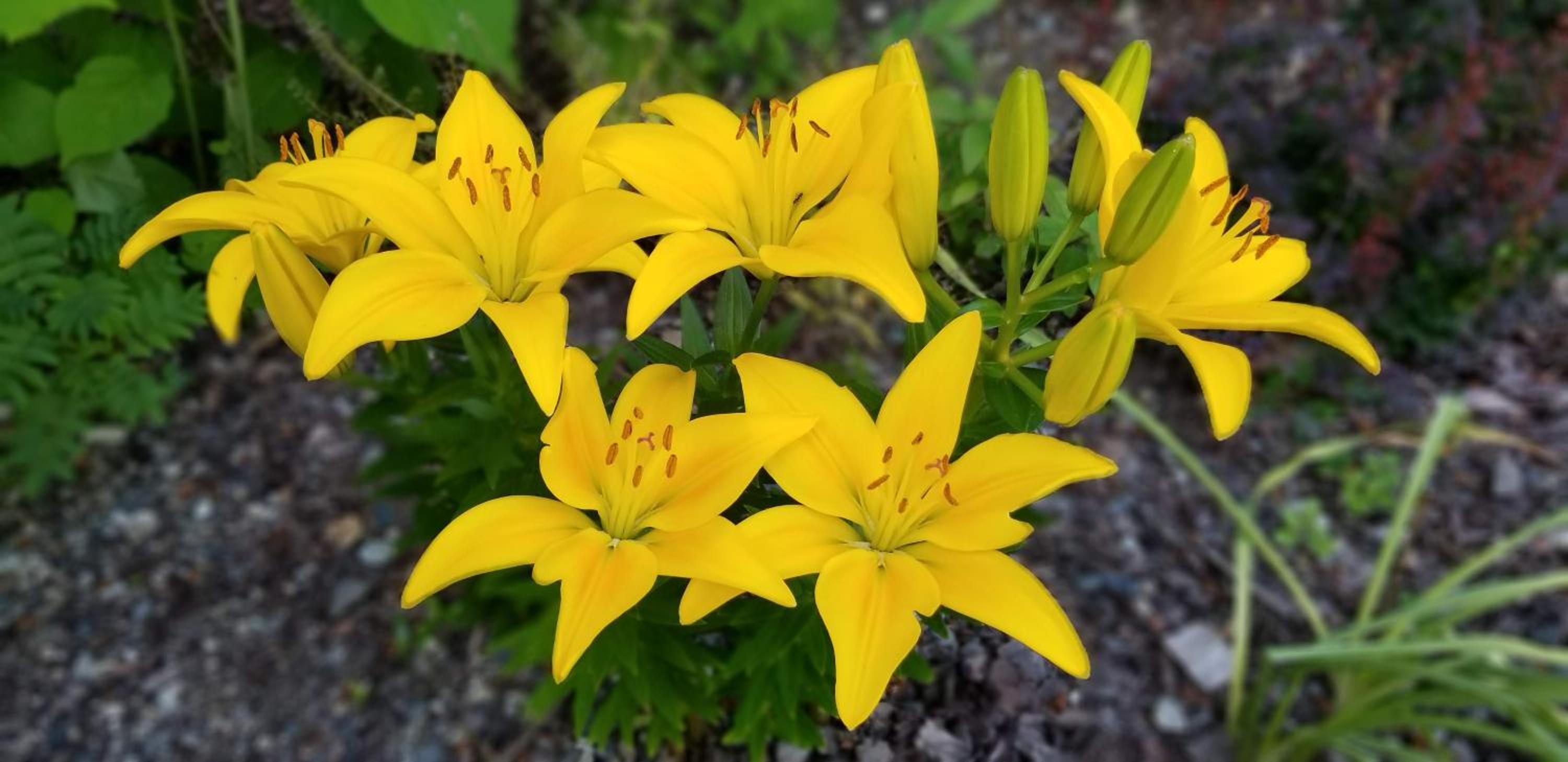 Vernon Vacations - Silver Star Bed and Breakfast - Property Image 7