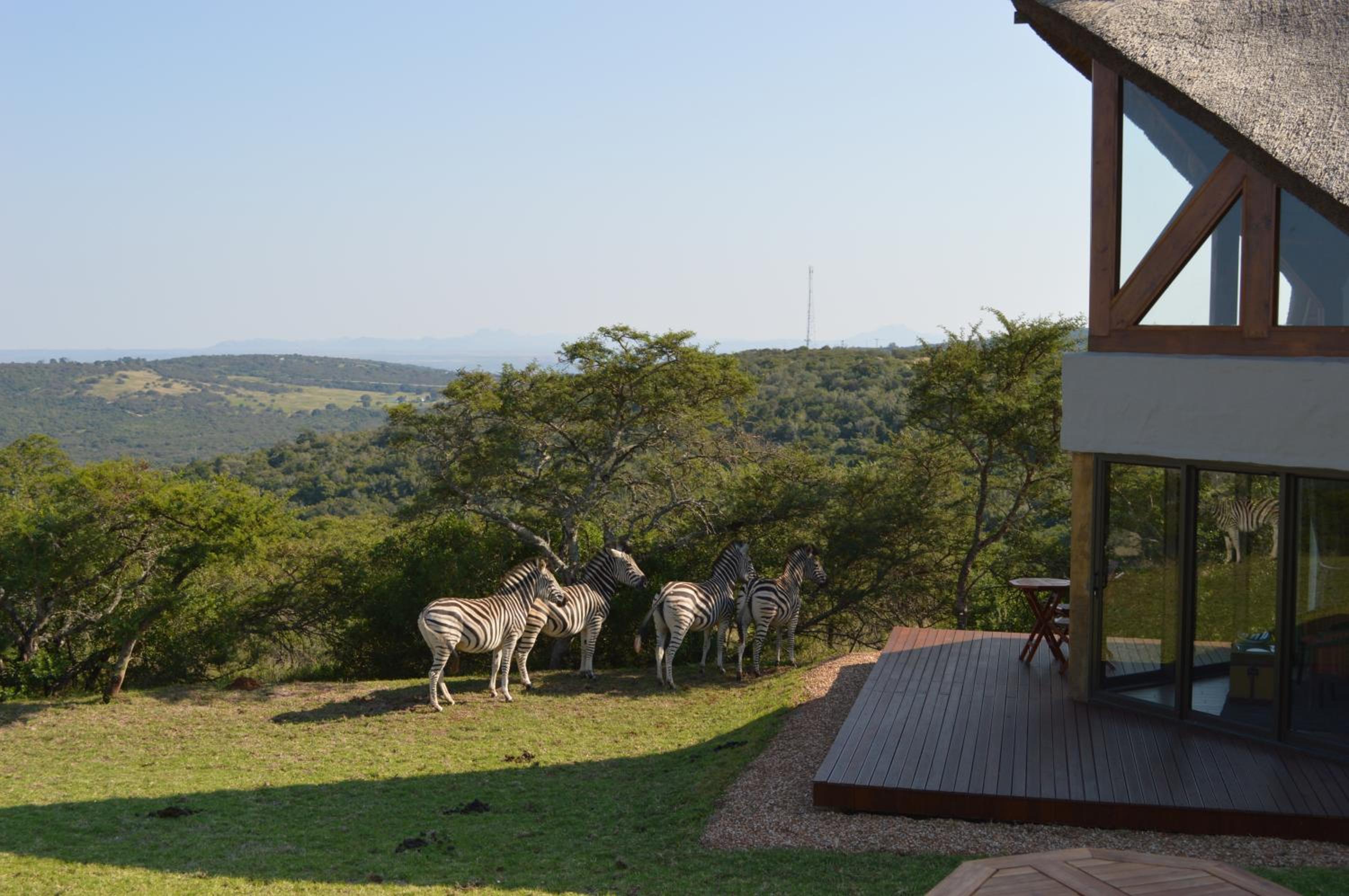 Jbay Zebra Lodge