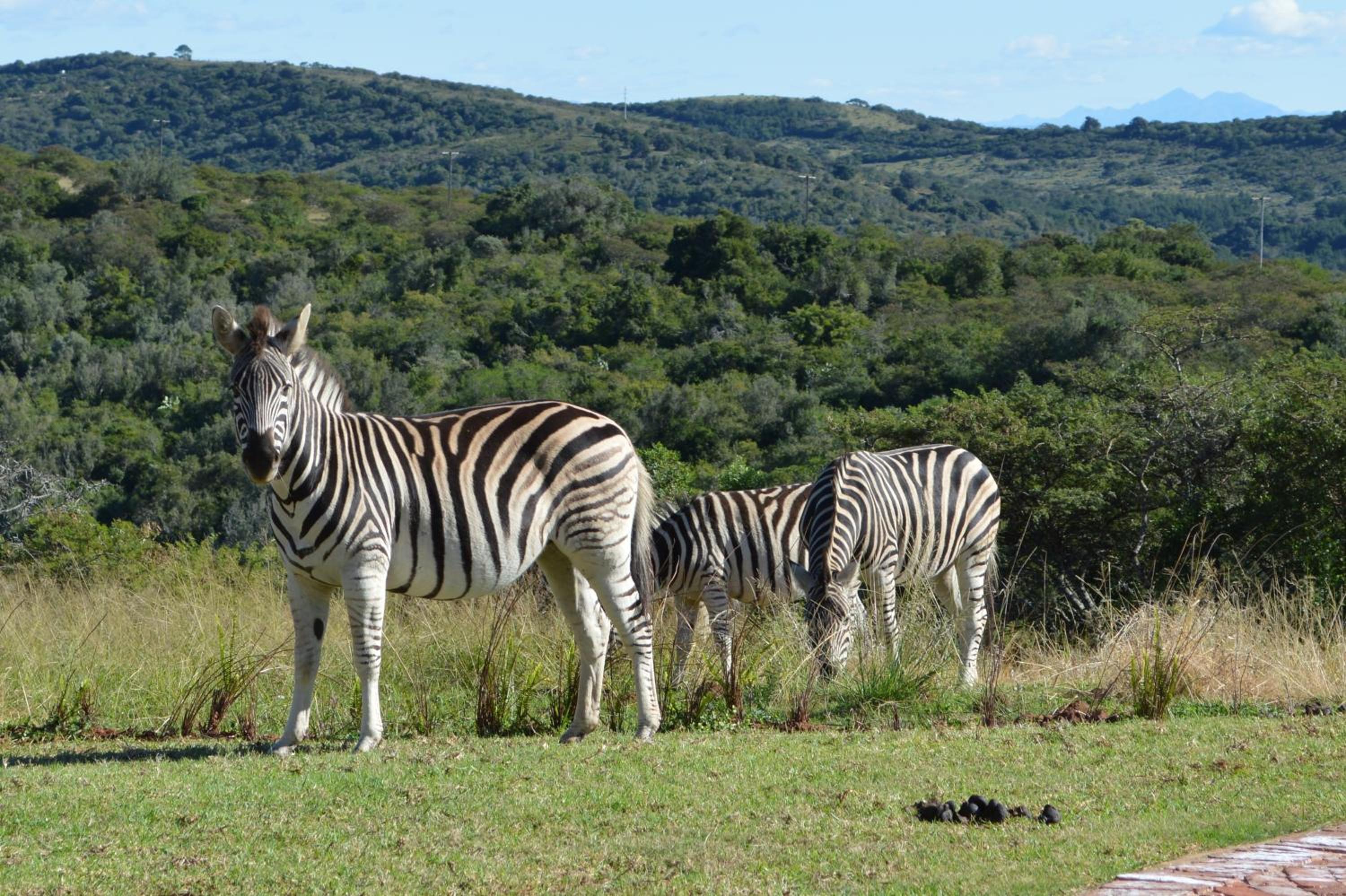 Jbay Zebra Lodge