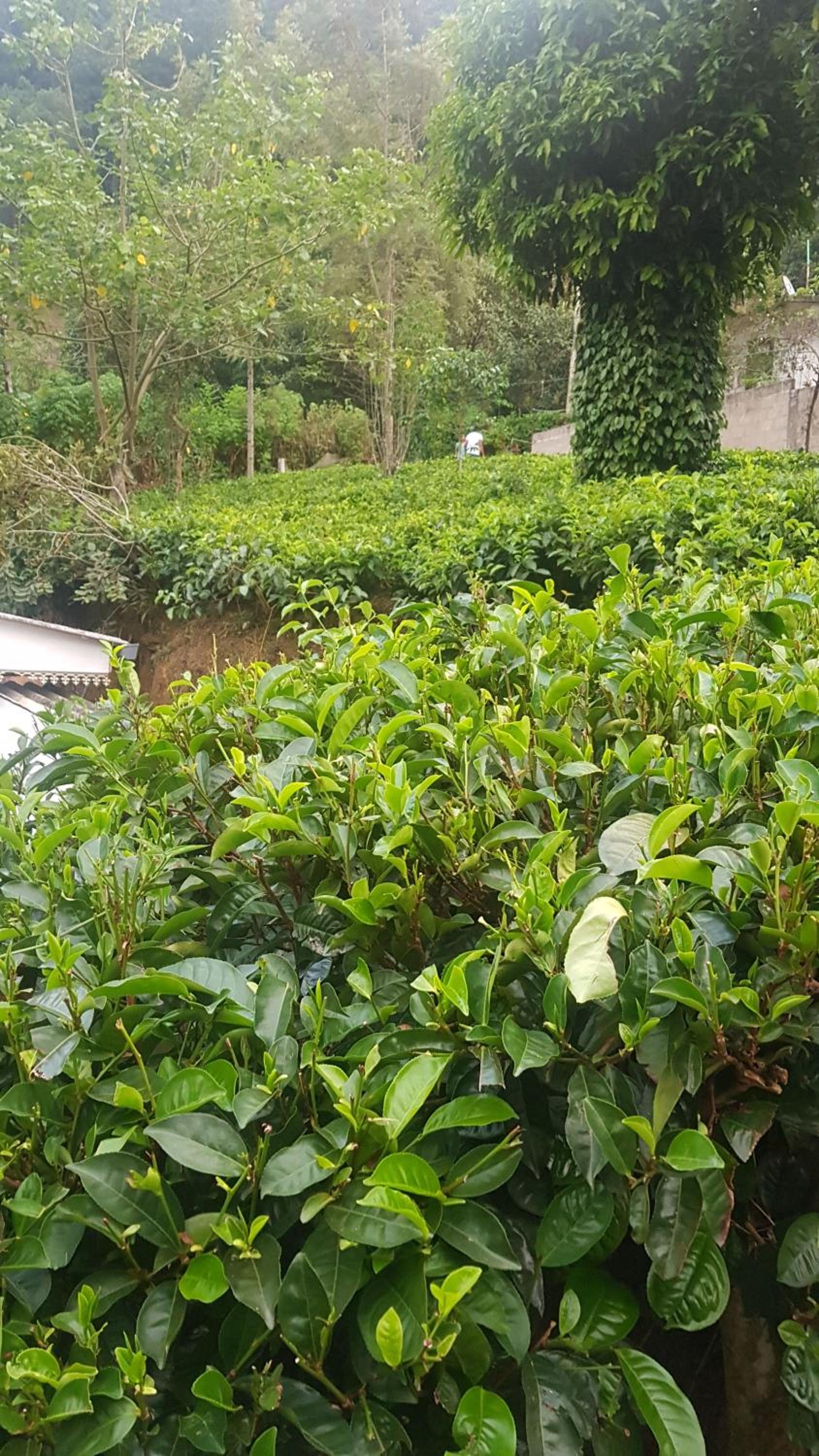 Tea Garden Diyatalawa