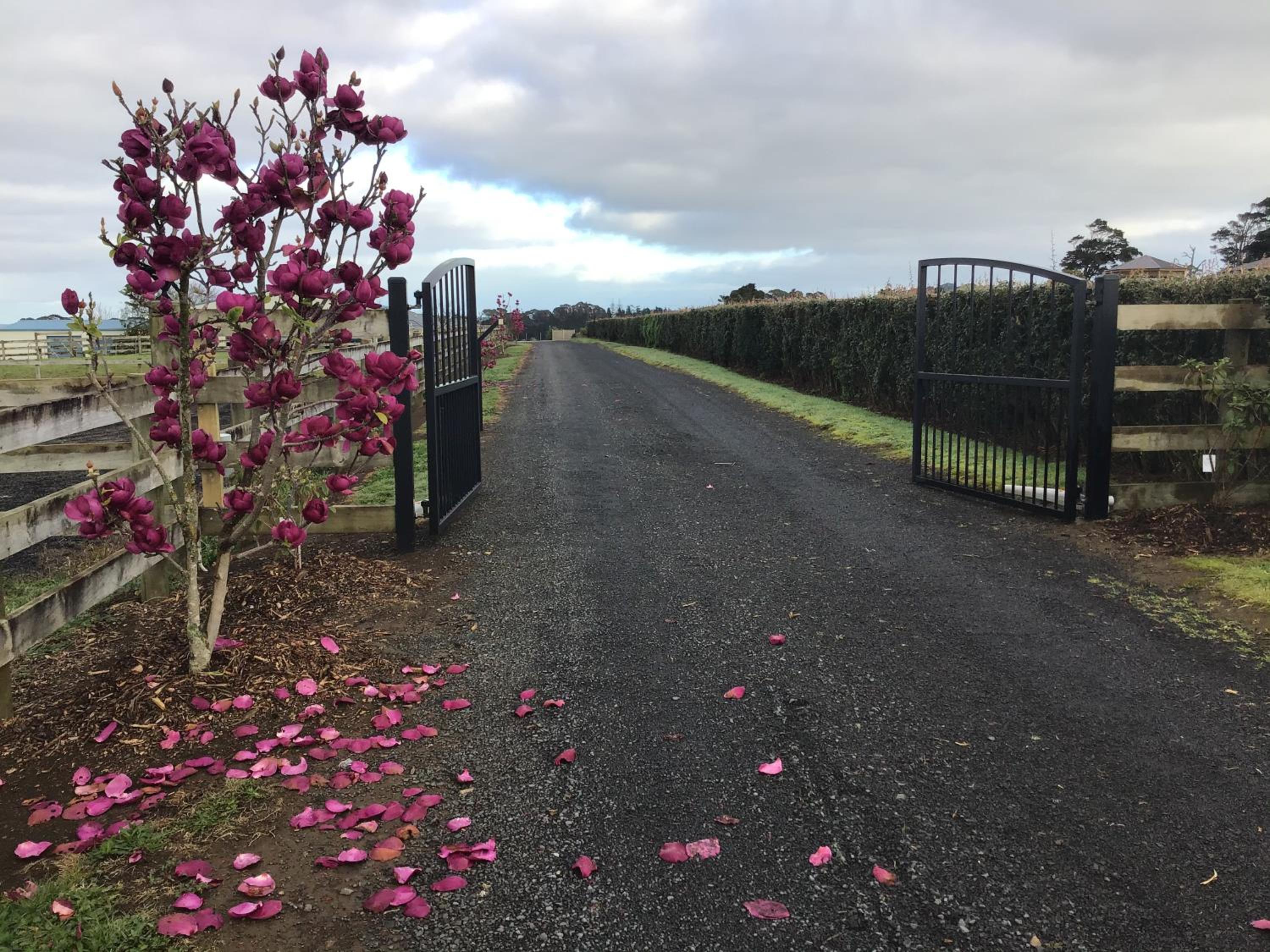 Self Contained Cottage Pukekohe view 2