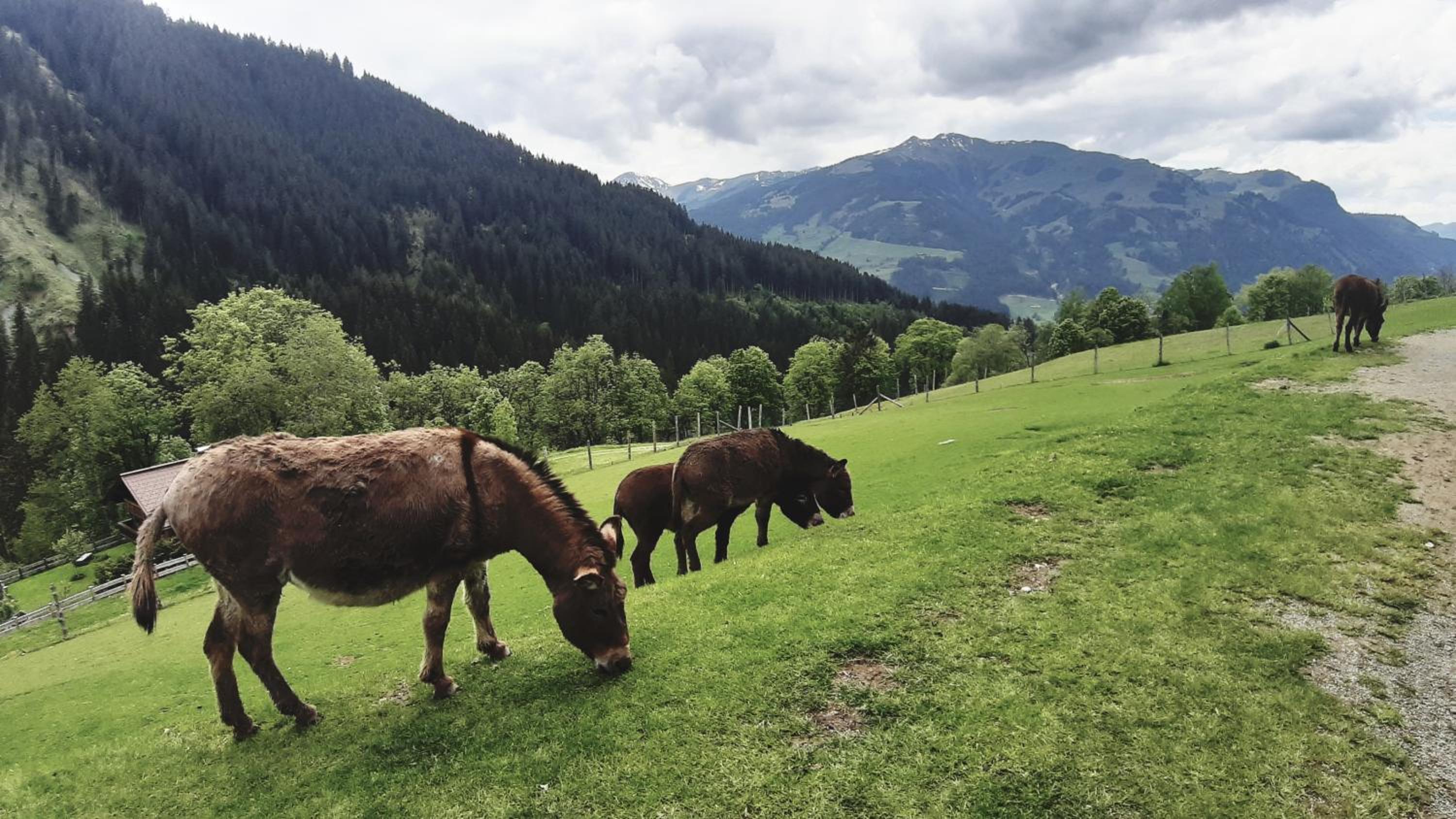 Privatzimmervermietung Foidlbauer