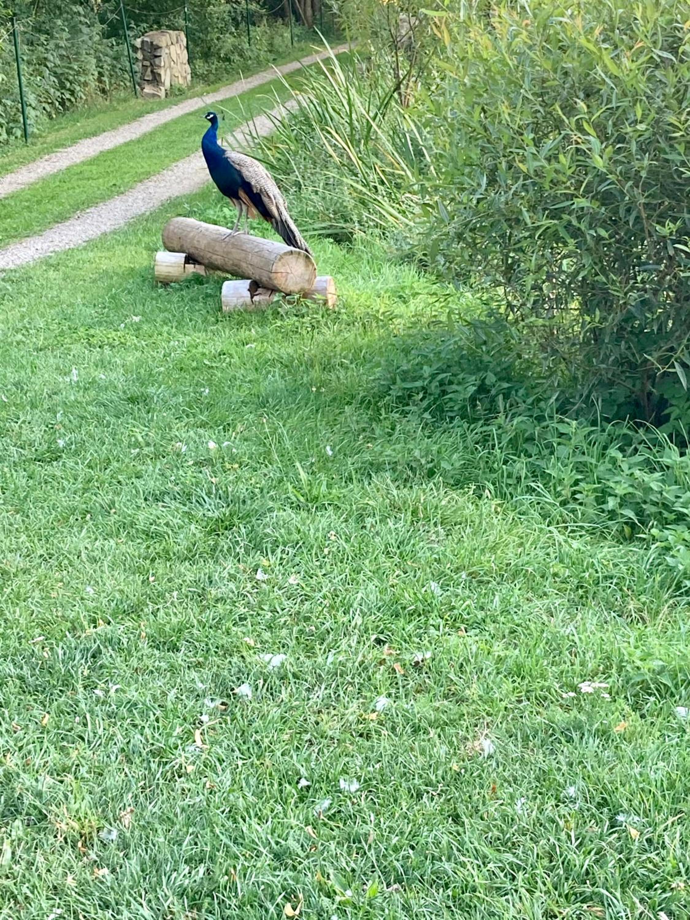Ubytování Bořeňovice