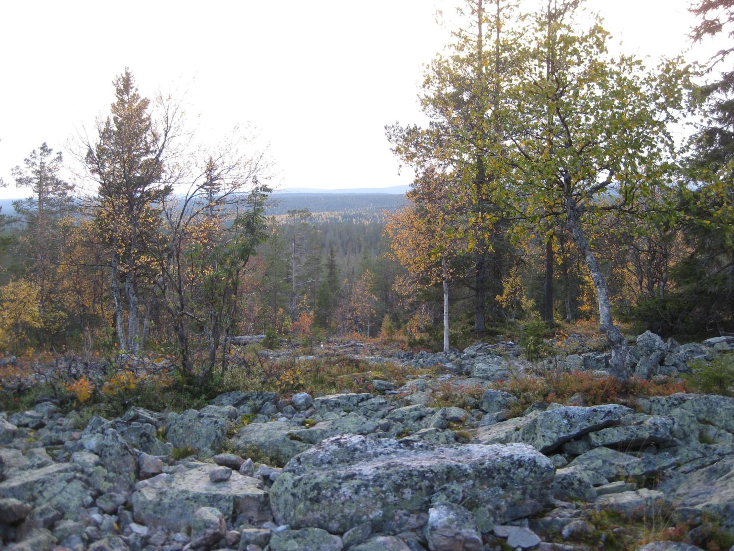 Tunturikoivu view 2