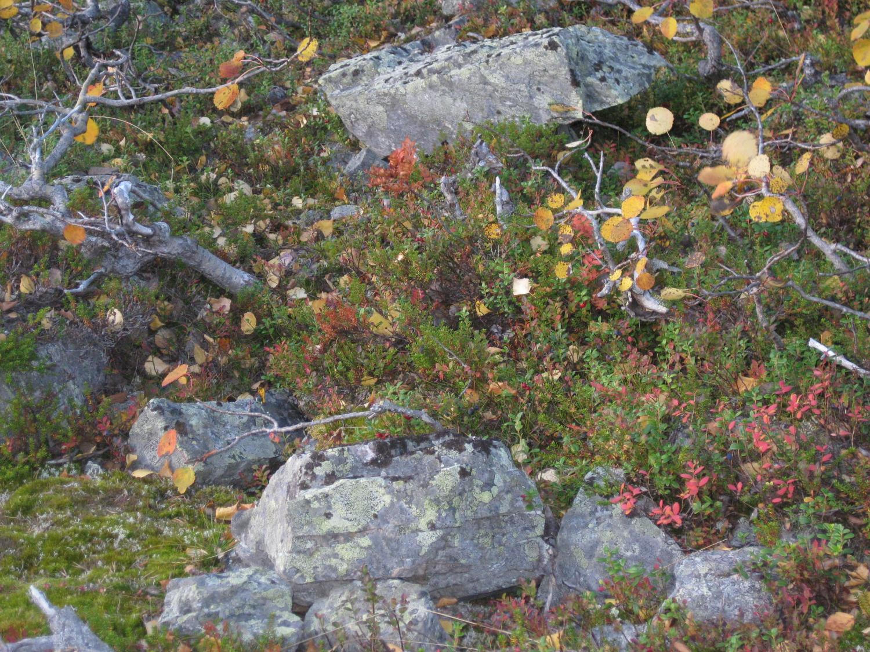 Tunturikoivu view 4