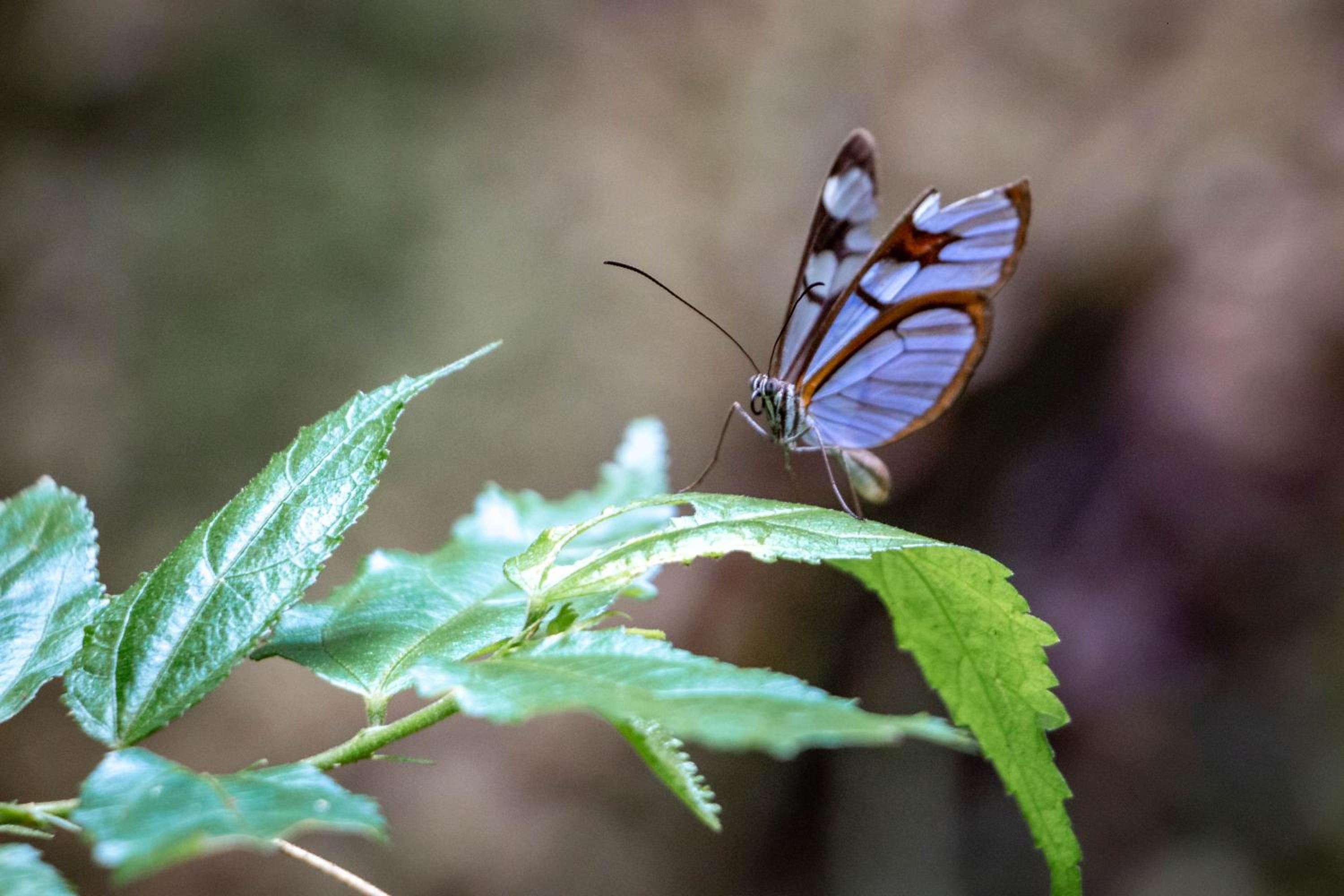 Fauna